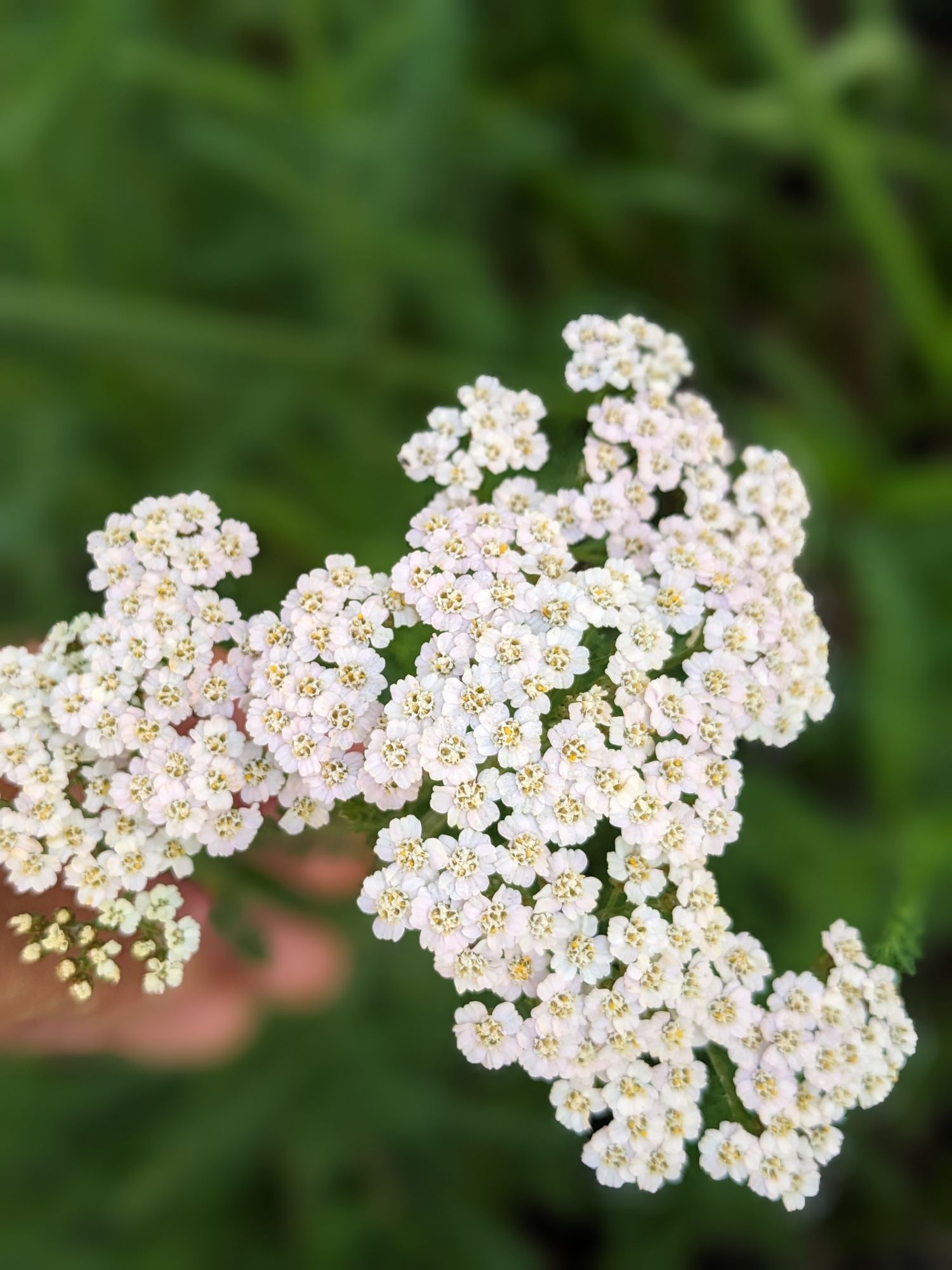 ACHILLEA millefolium