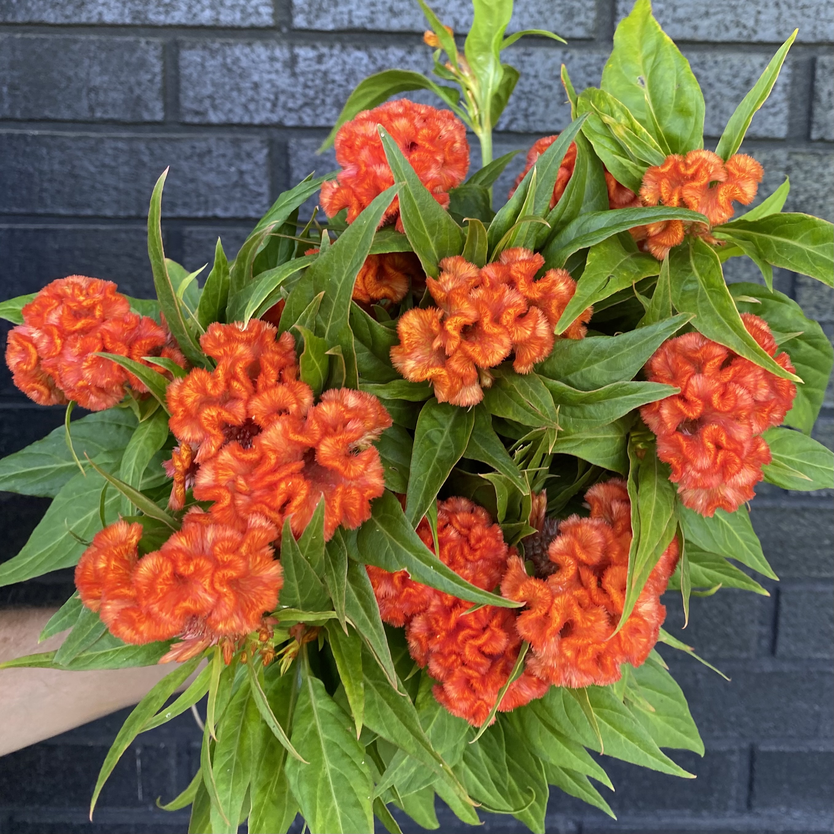 CELOSIA argentea var. cristata Chief Persimmon