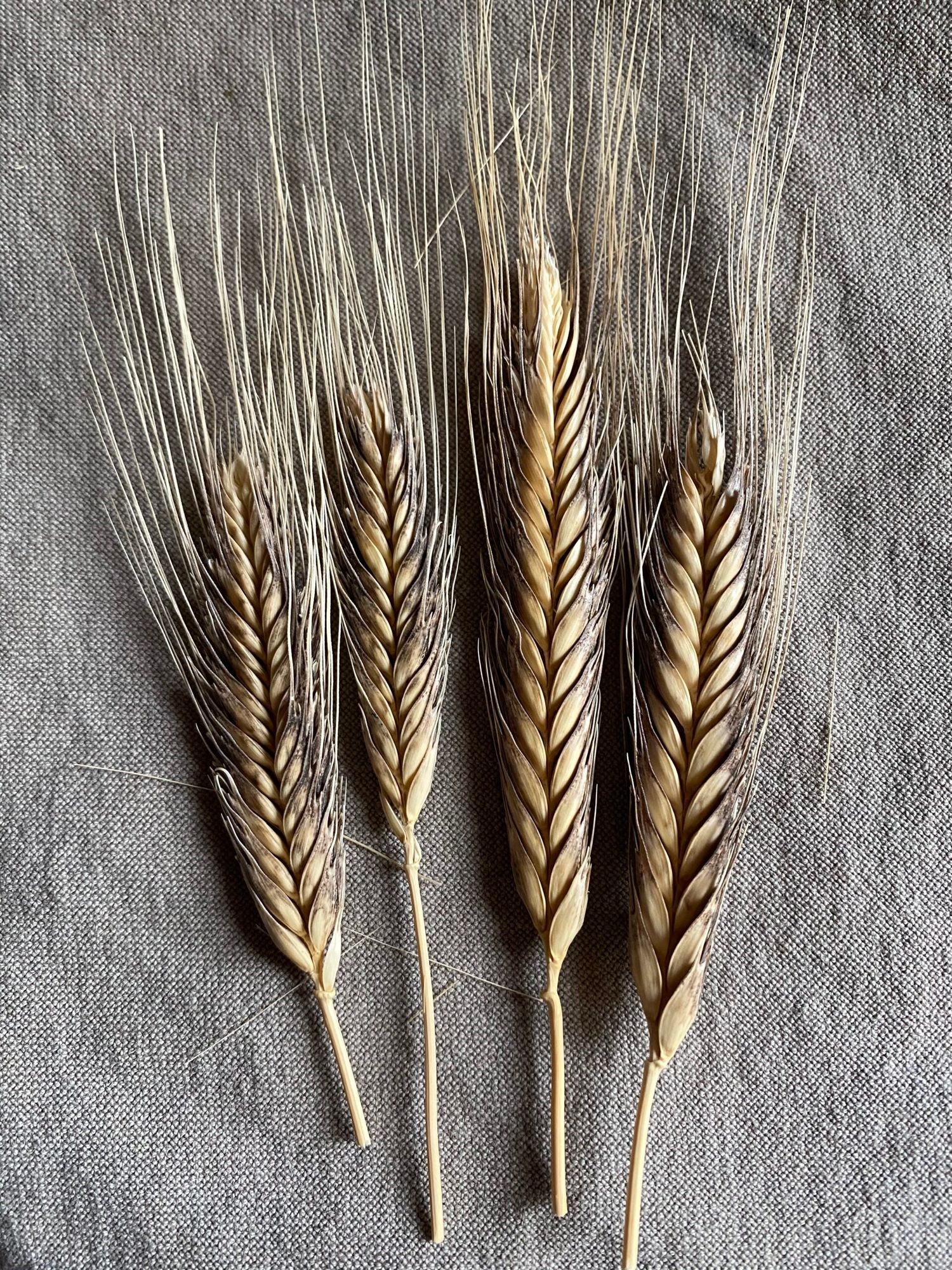 TRITICUM turgidum subsp. dicoccum Emmer Black