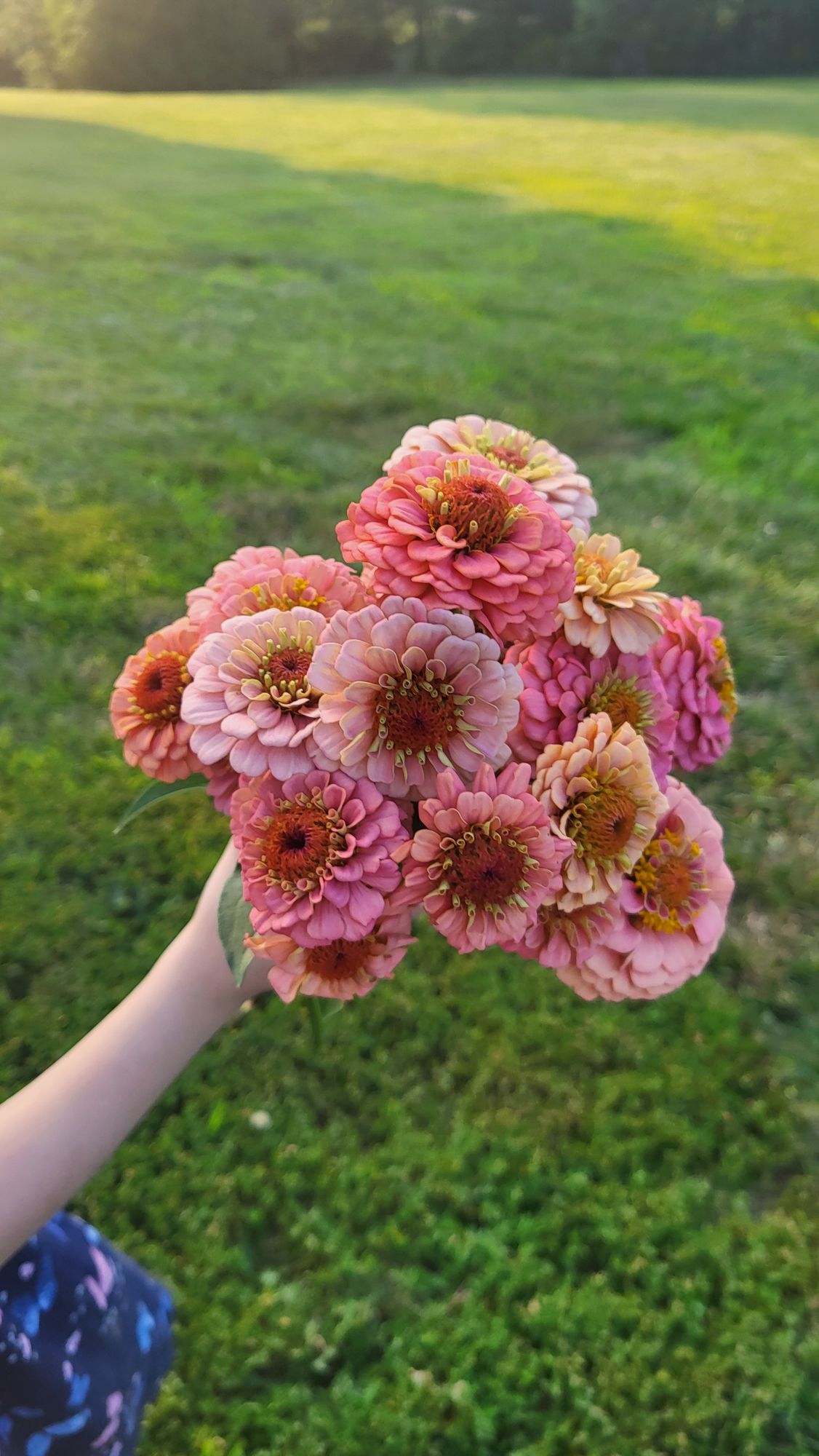 ZINNIA elegans Oklahoma Salmon