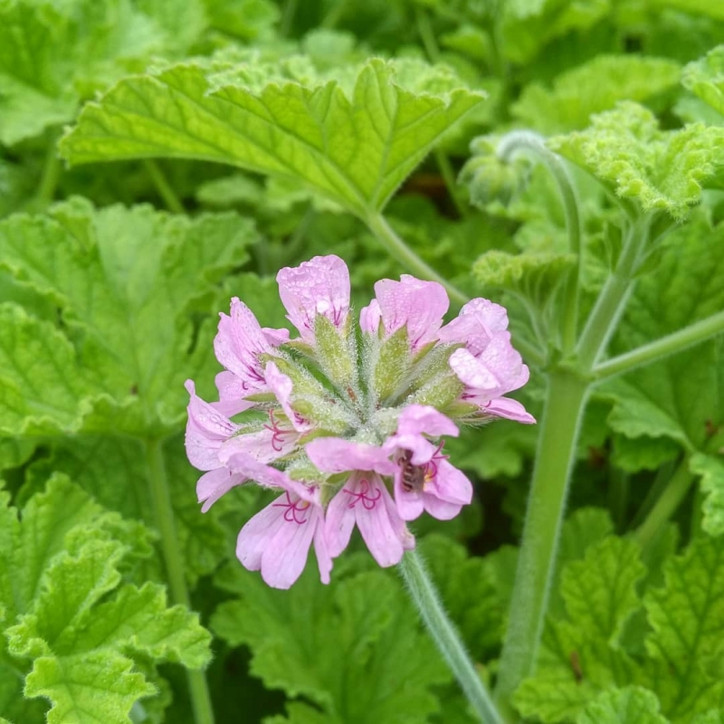 GERANIUM phaenum Rose Madder