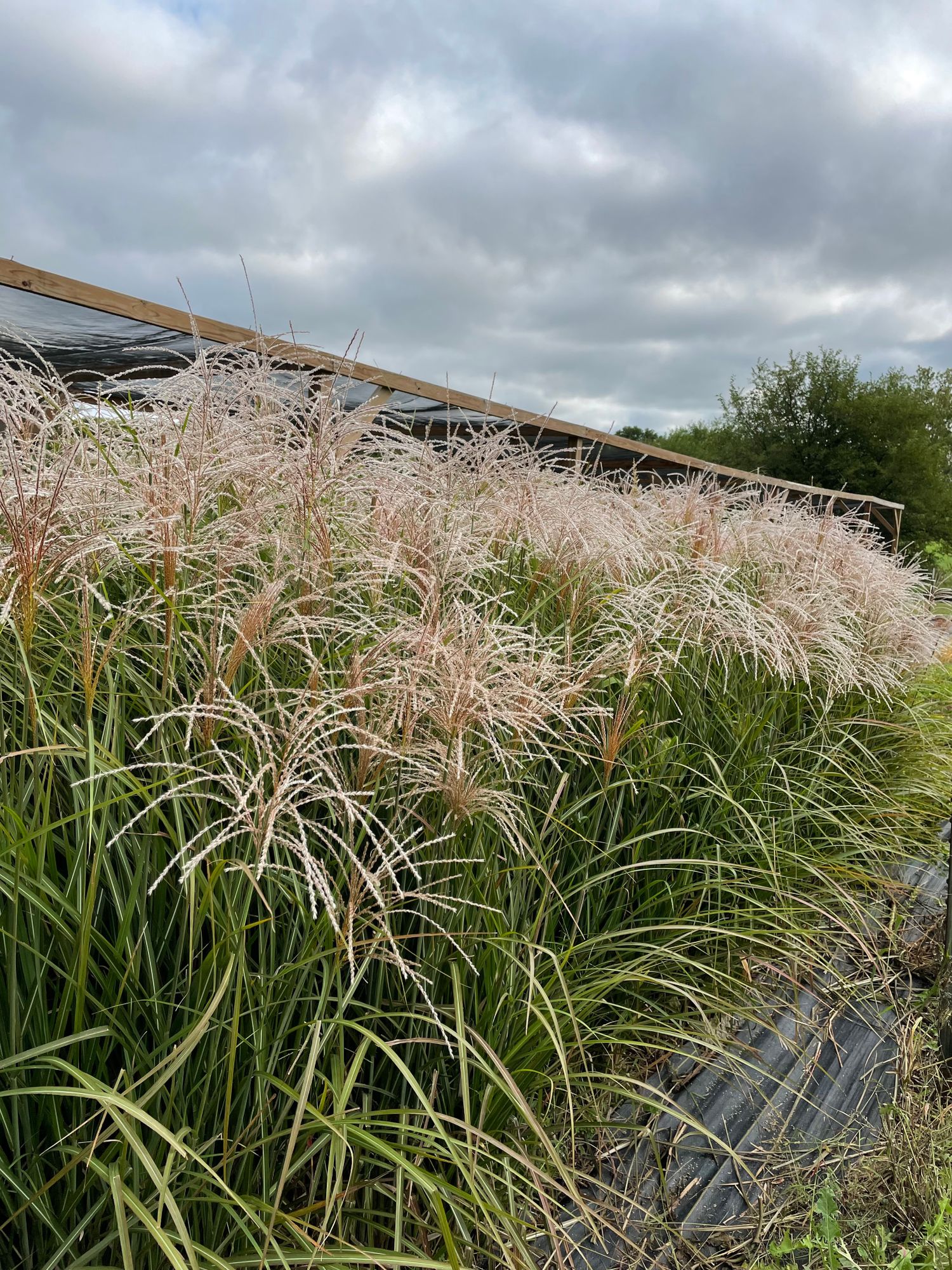 MISCANTHUS sinensis Oktoberfest