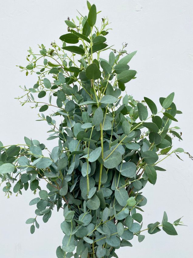 EUCALYPTUS gunnii