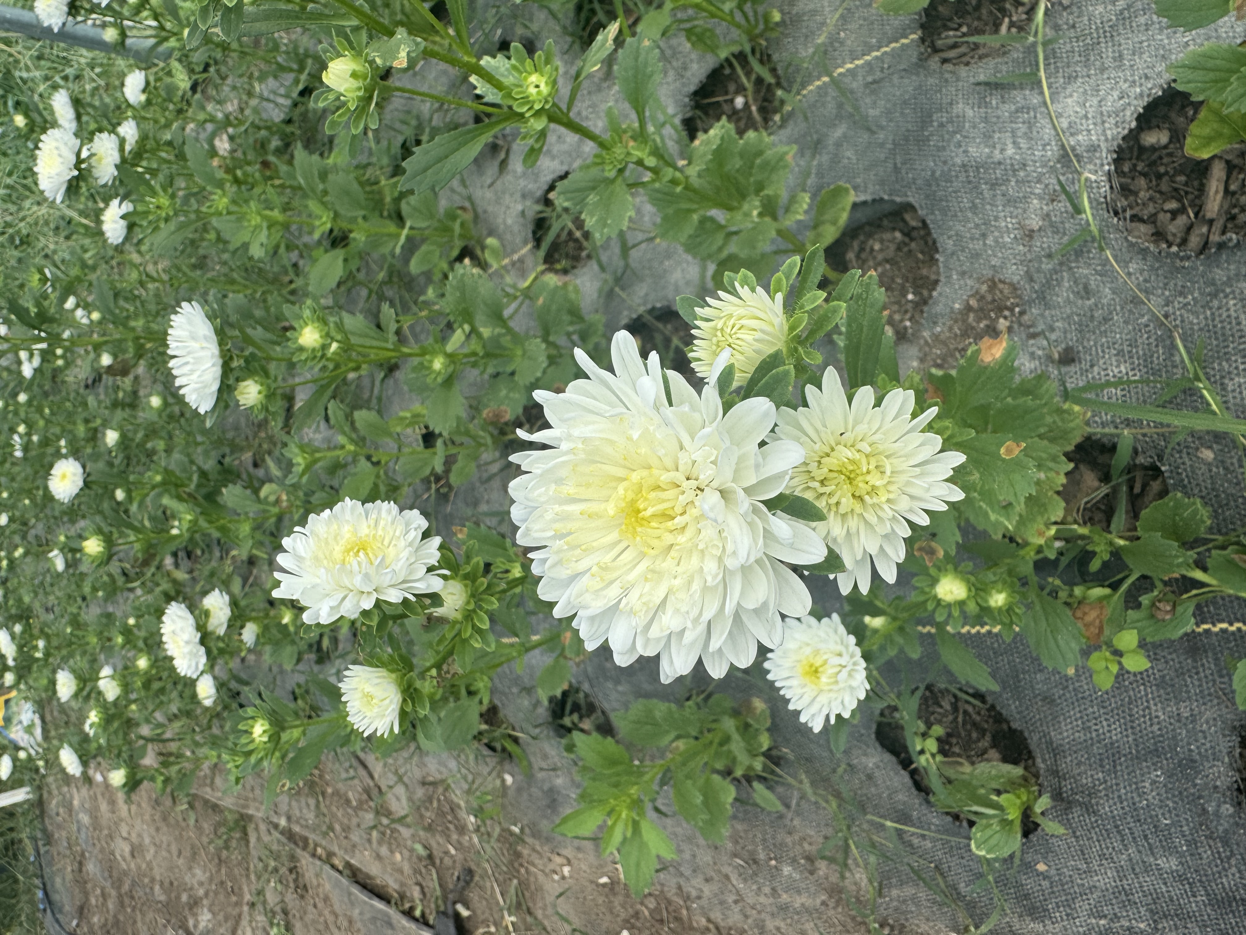 CALLISTEPHUS chinensis