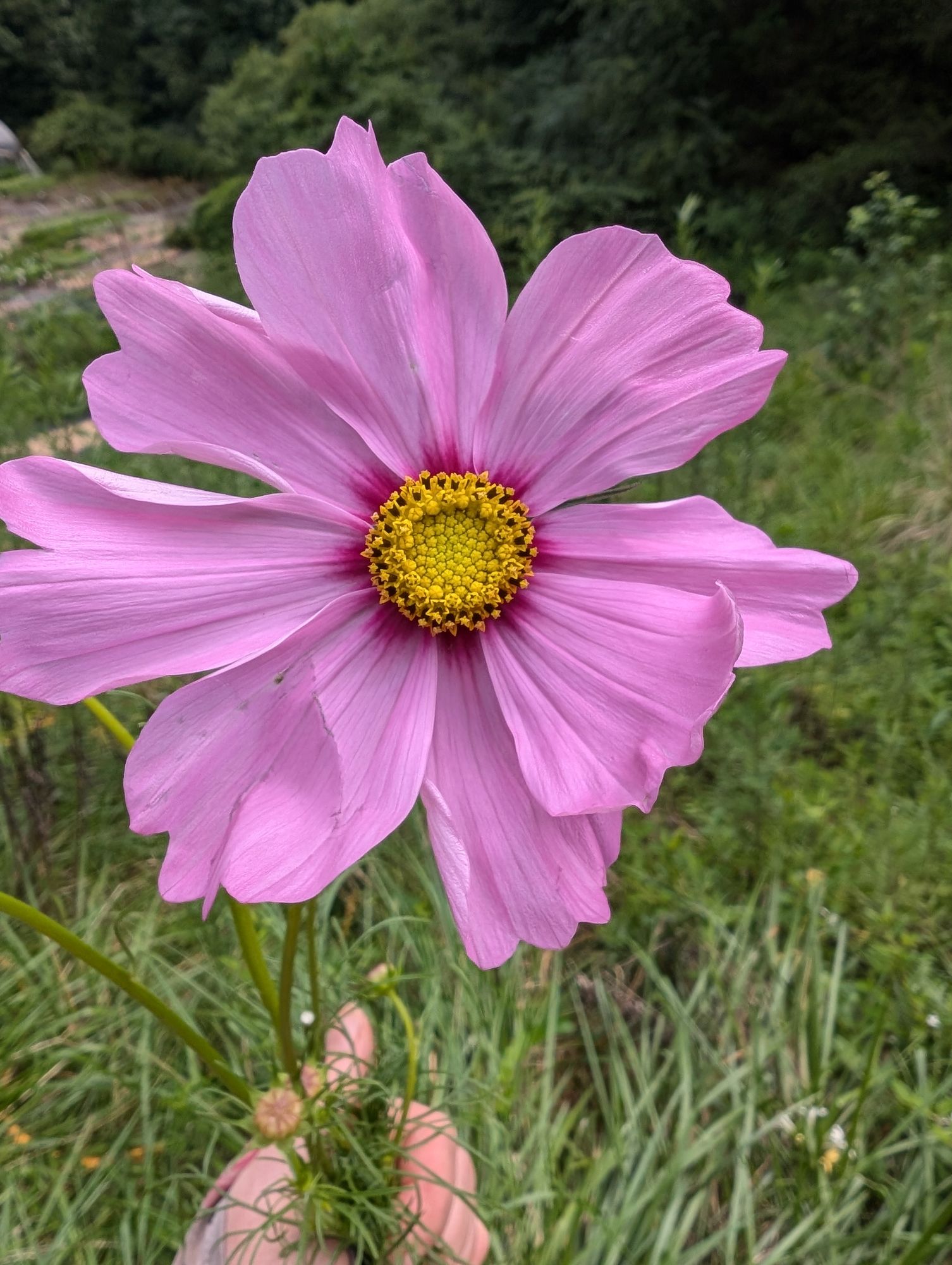 COSMOS bipinnatus