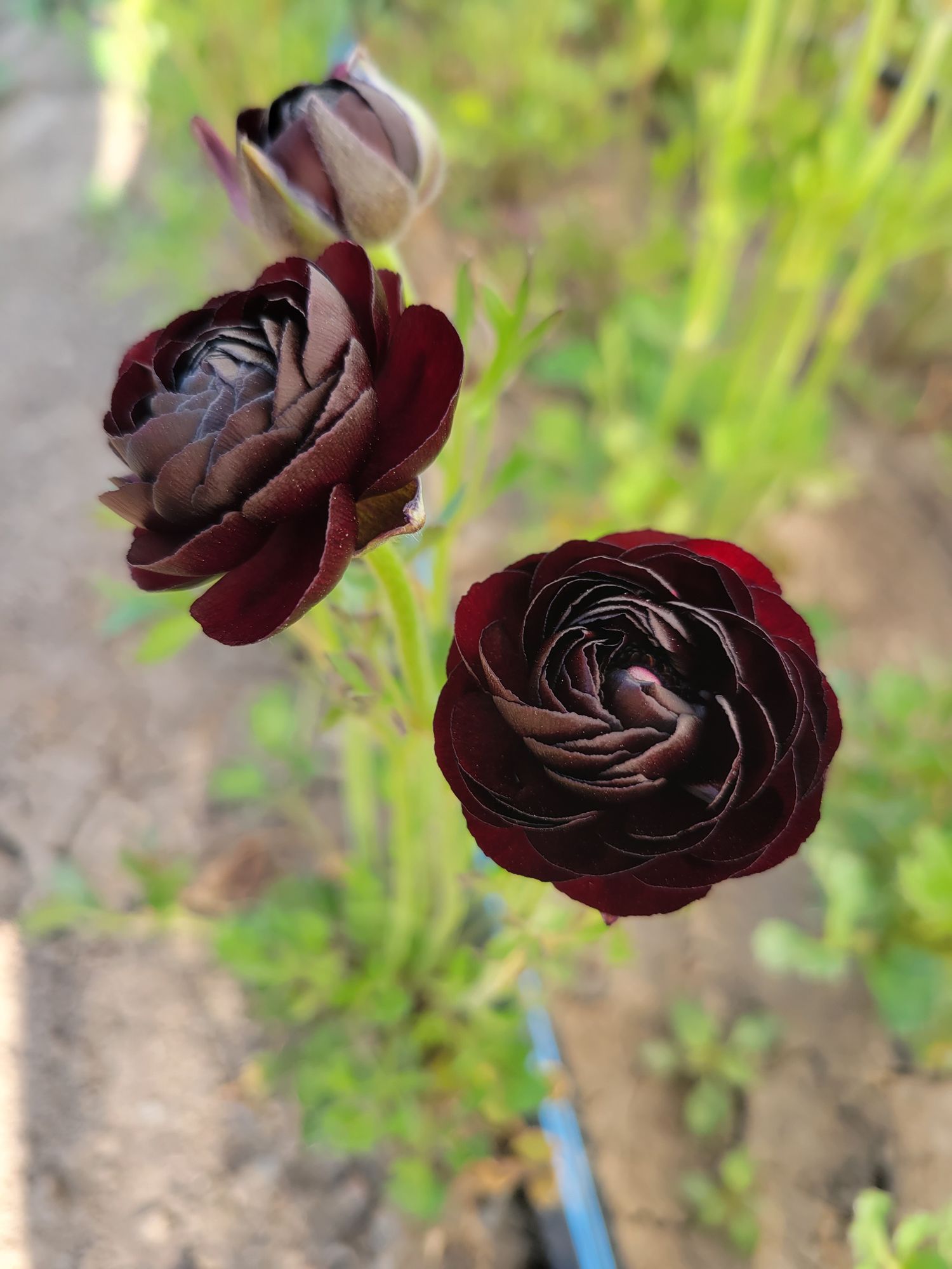 RANUNCULUS Elegance Viola