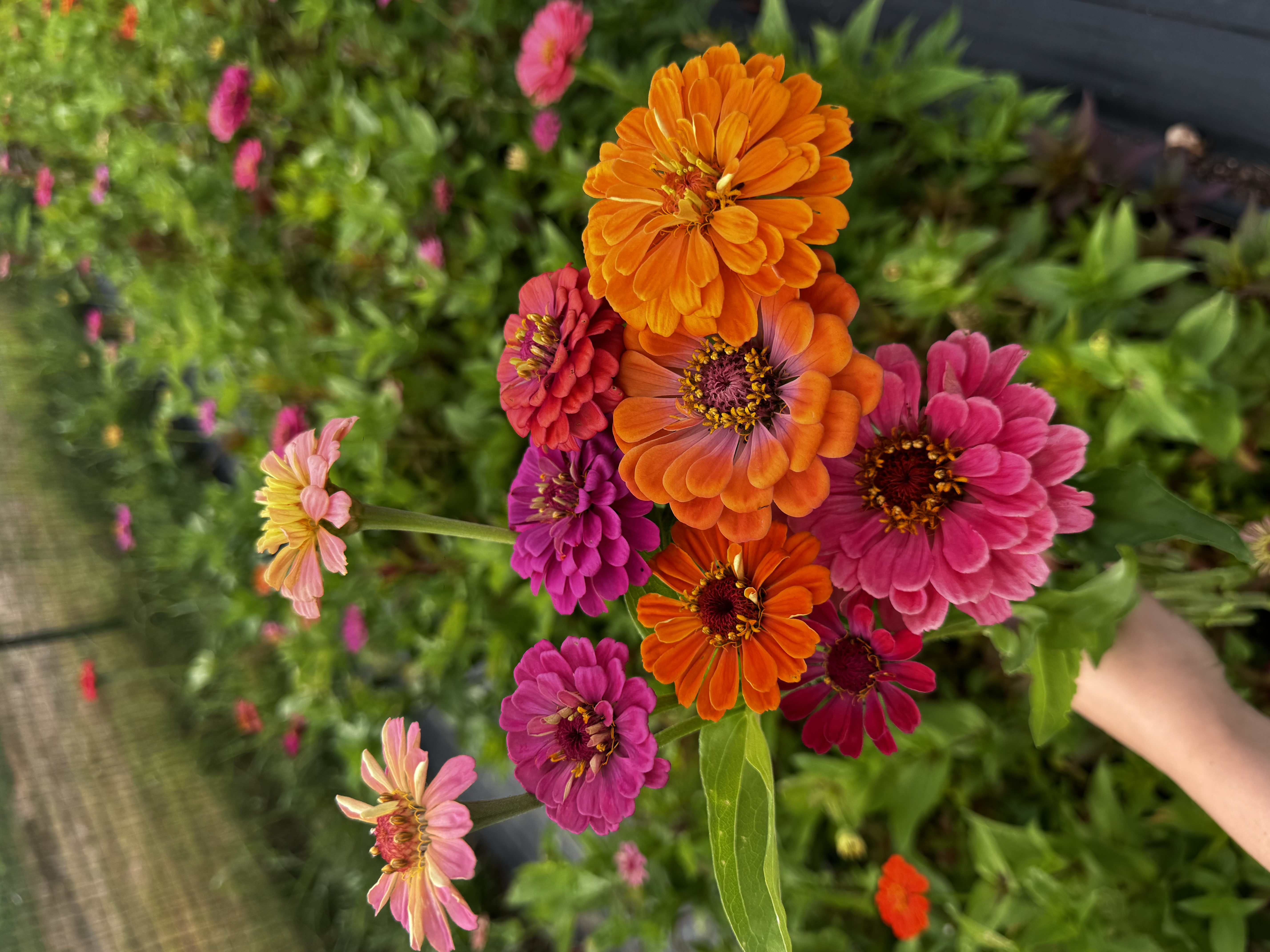 ZINNIA