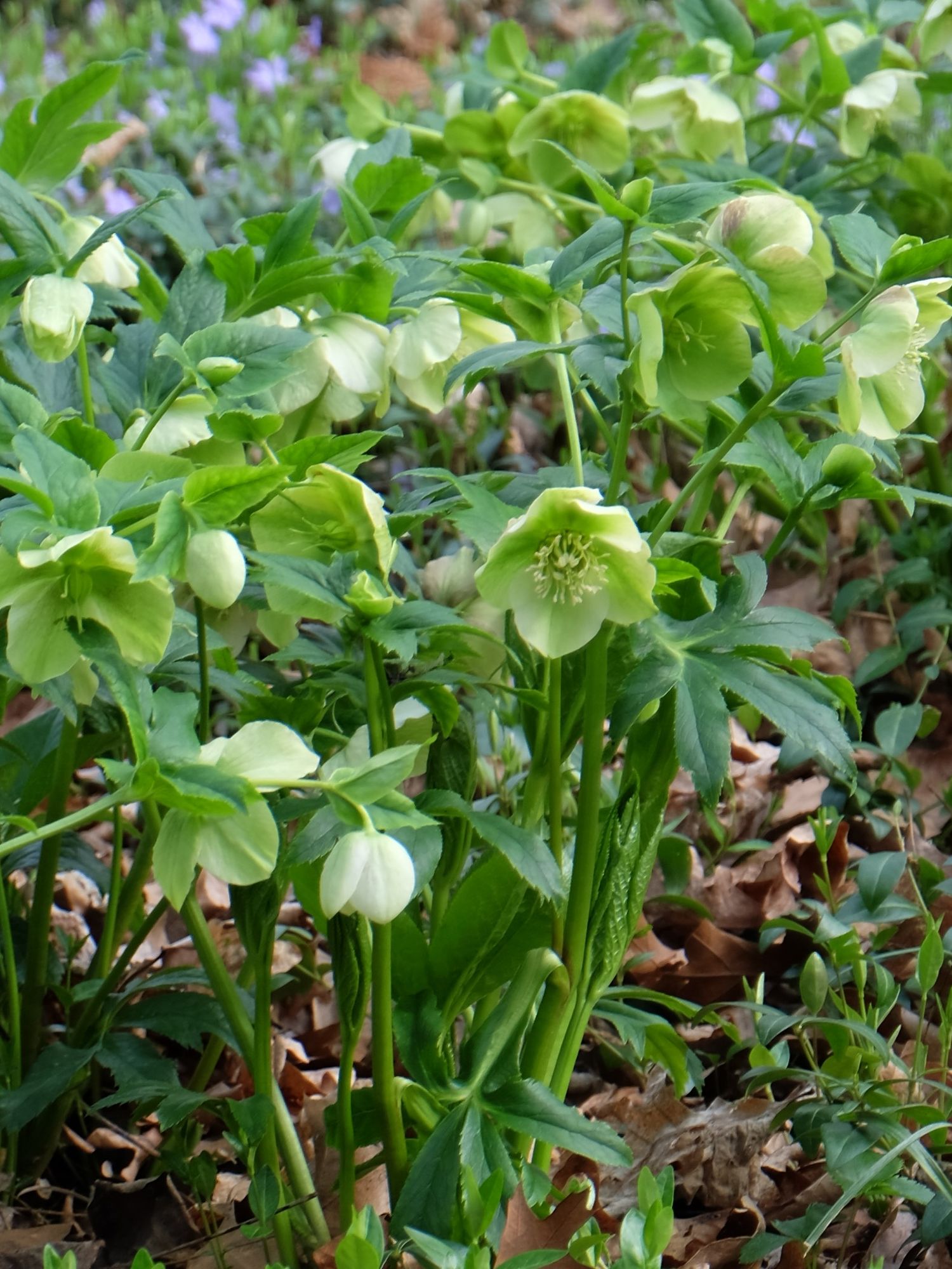 HELLEBORUS x hybridus
