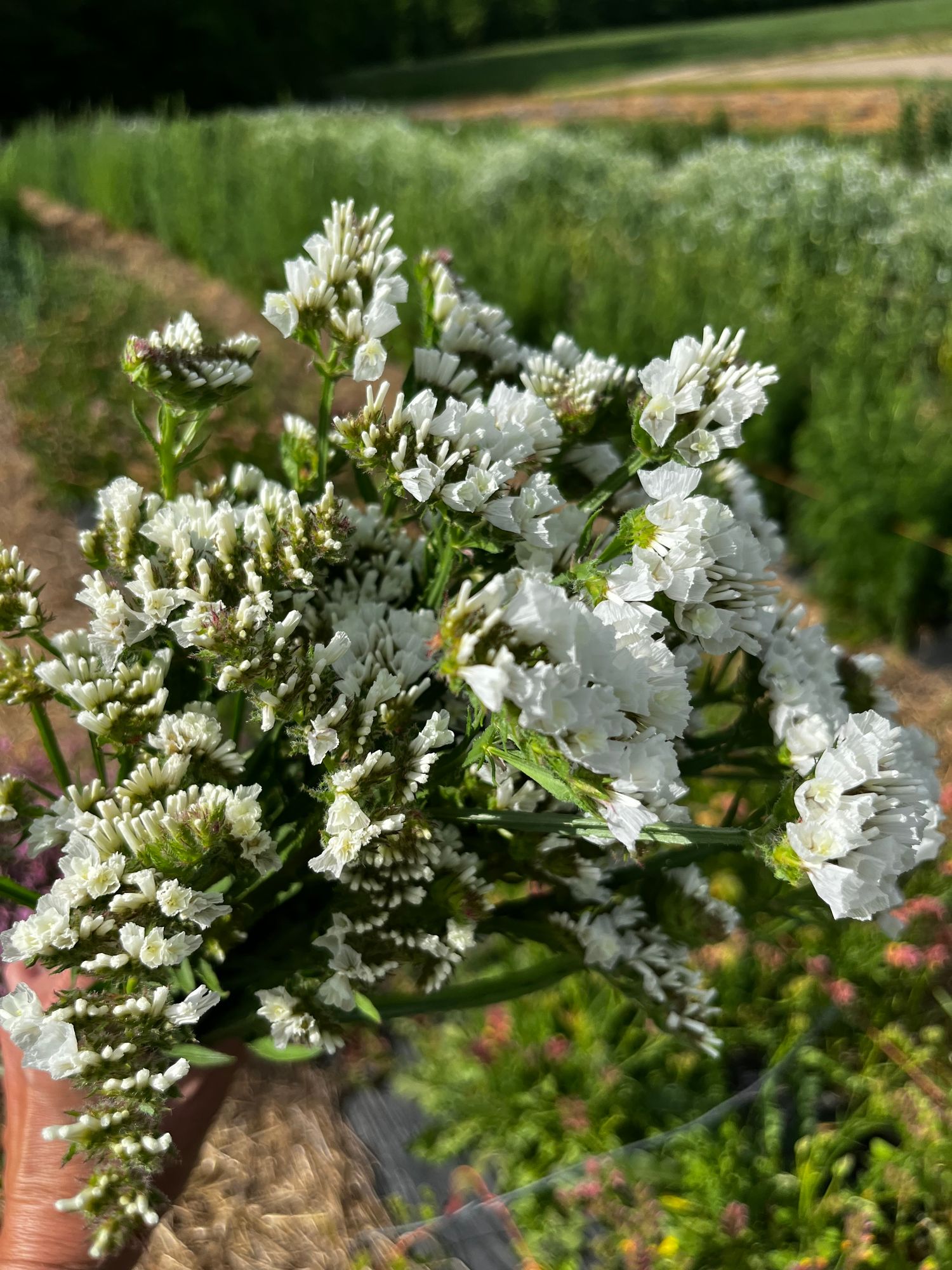 LIMONIUM sinuatum QIS