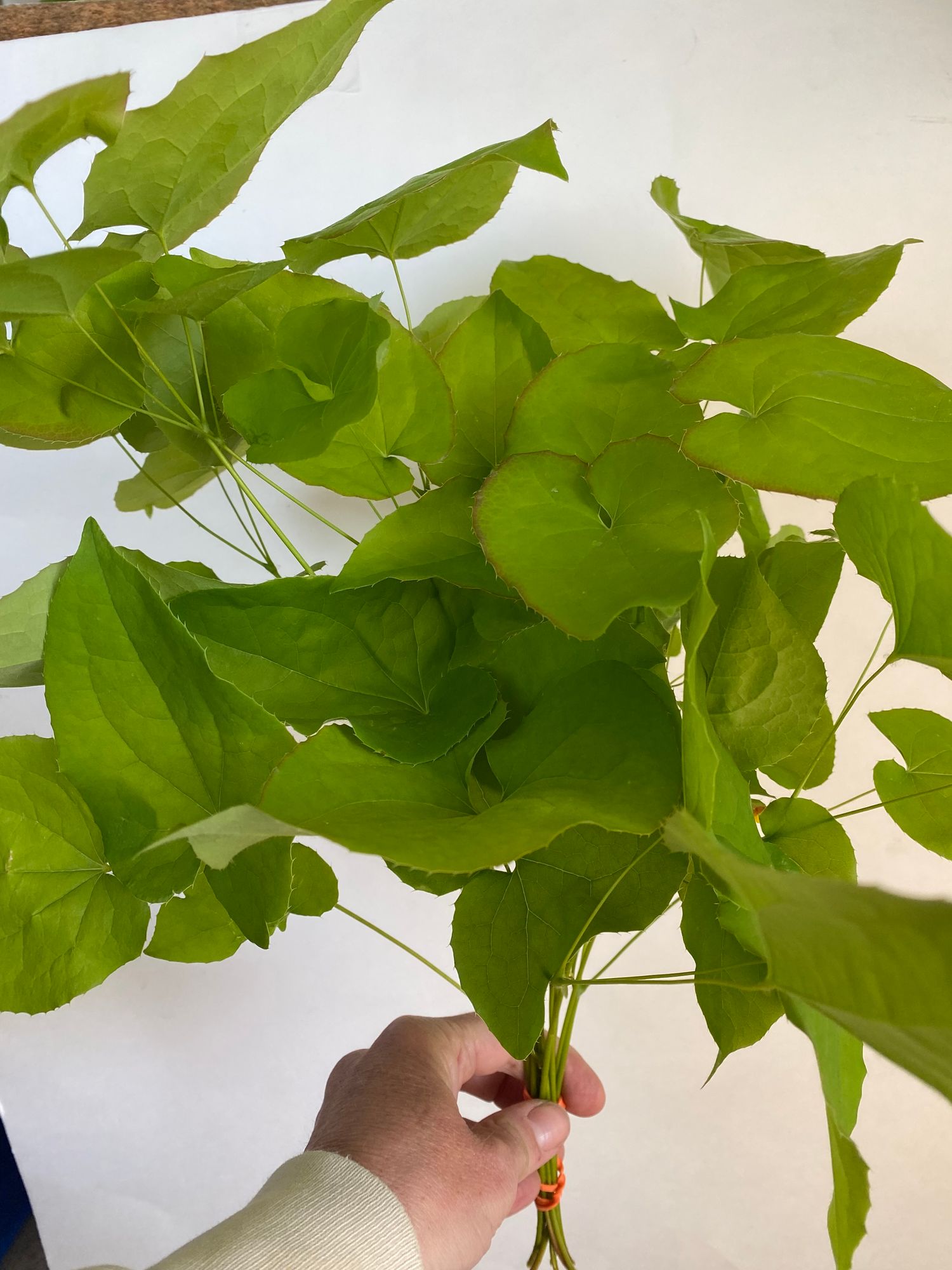 EPIMEDIUM