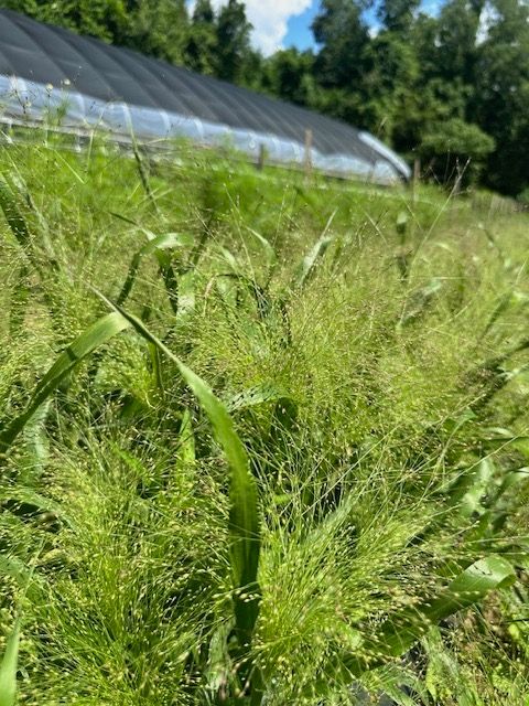 PANICUM elegans