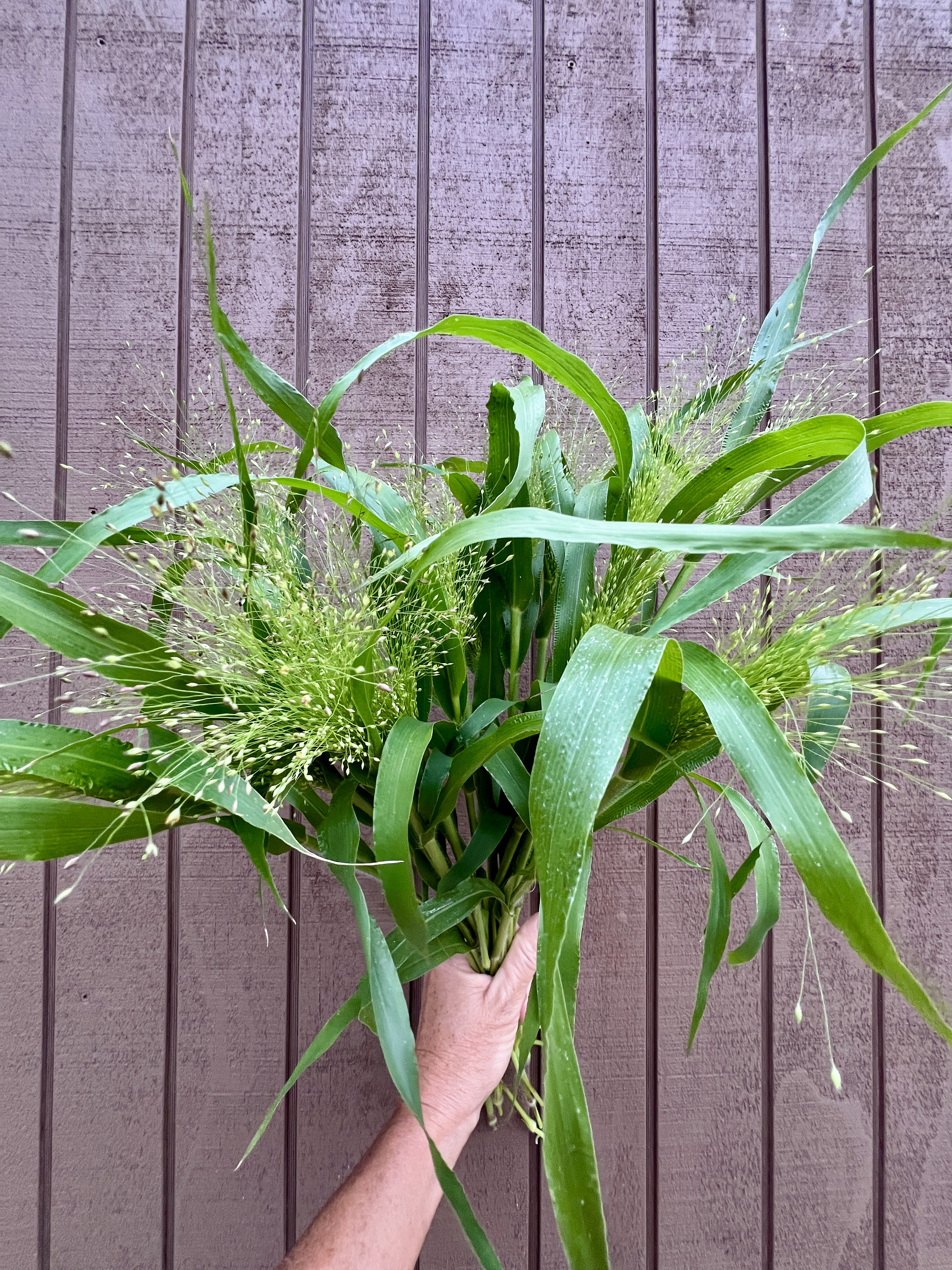 PANICUM elegans