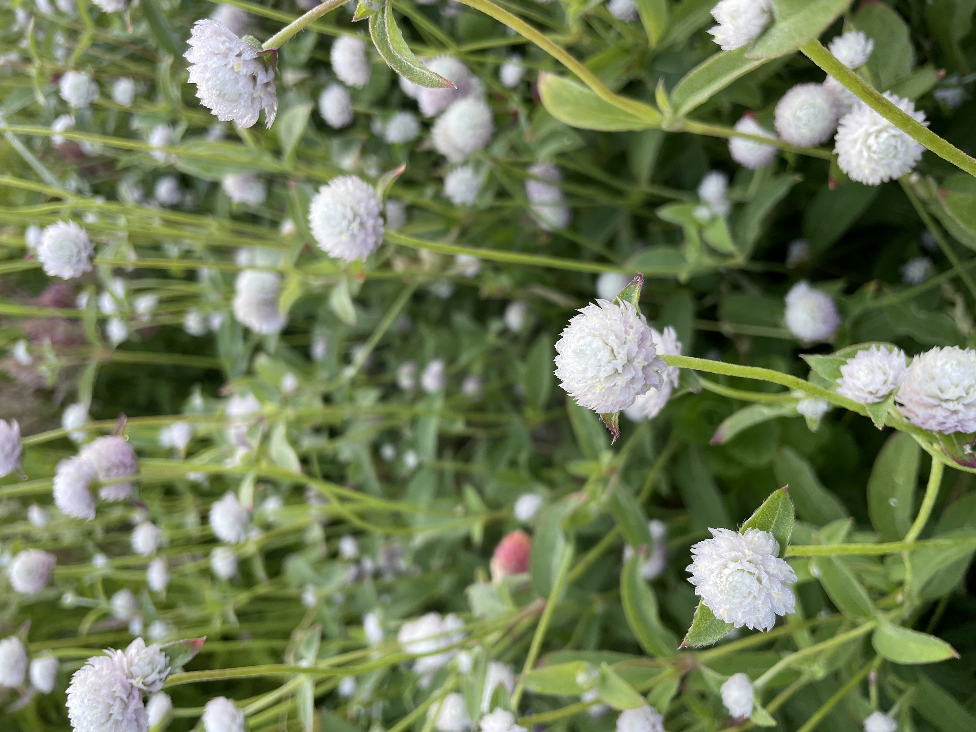 GOMPHRENA haageana QIS Pink