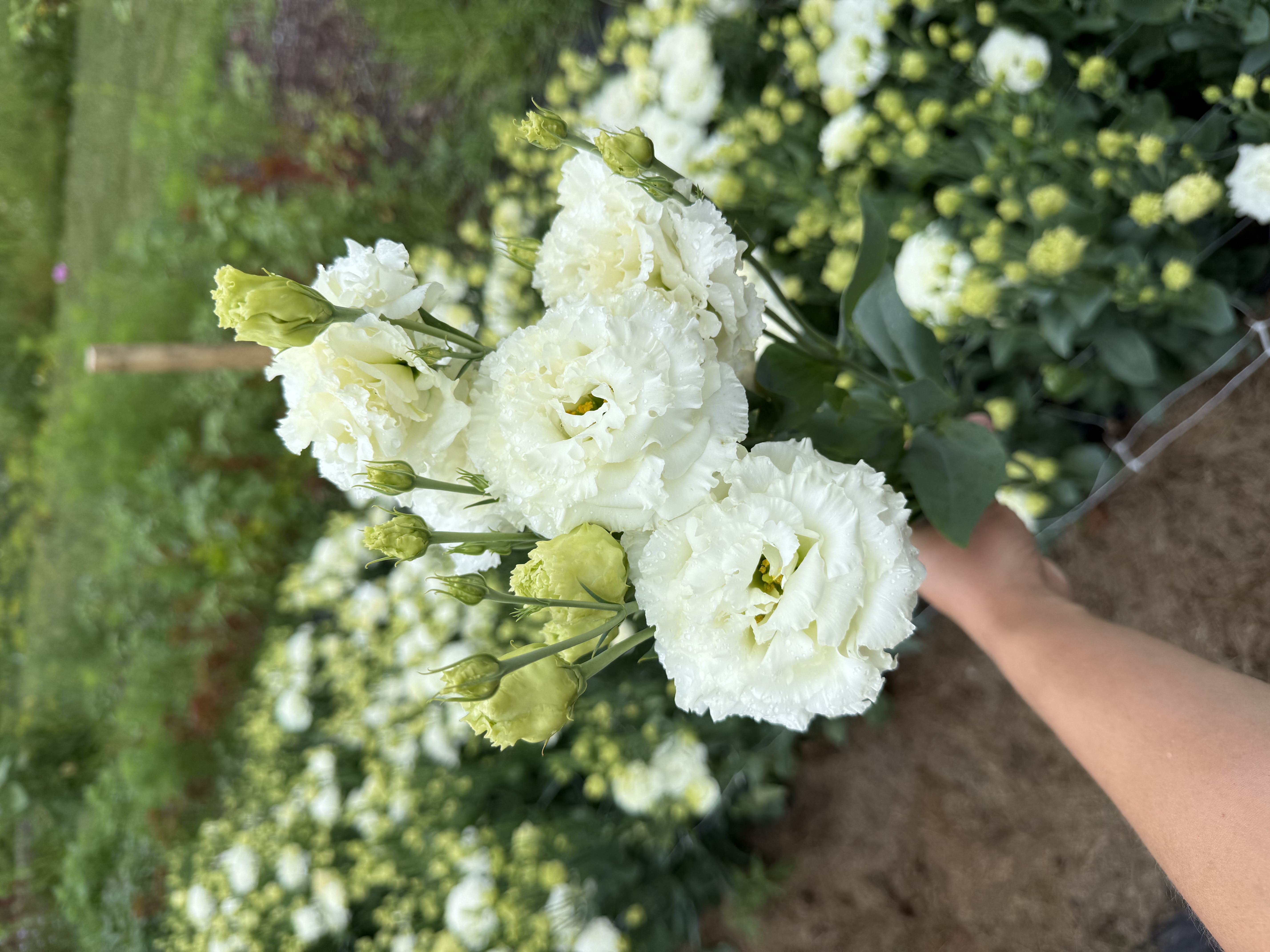 EUSTOMA grandiflorum Voyage White