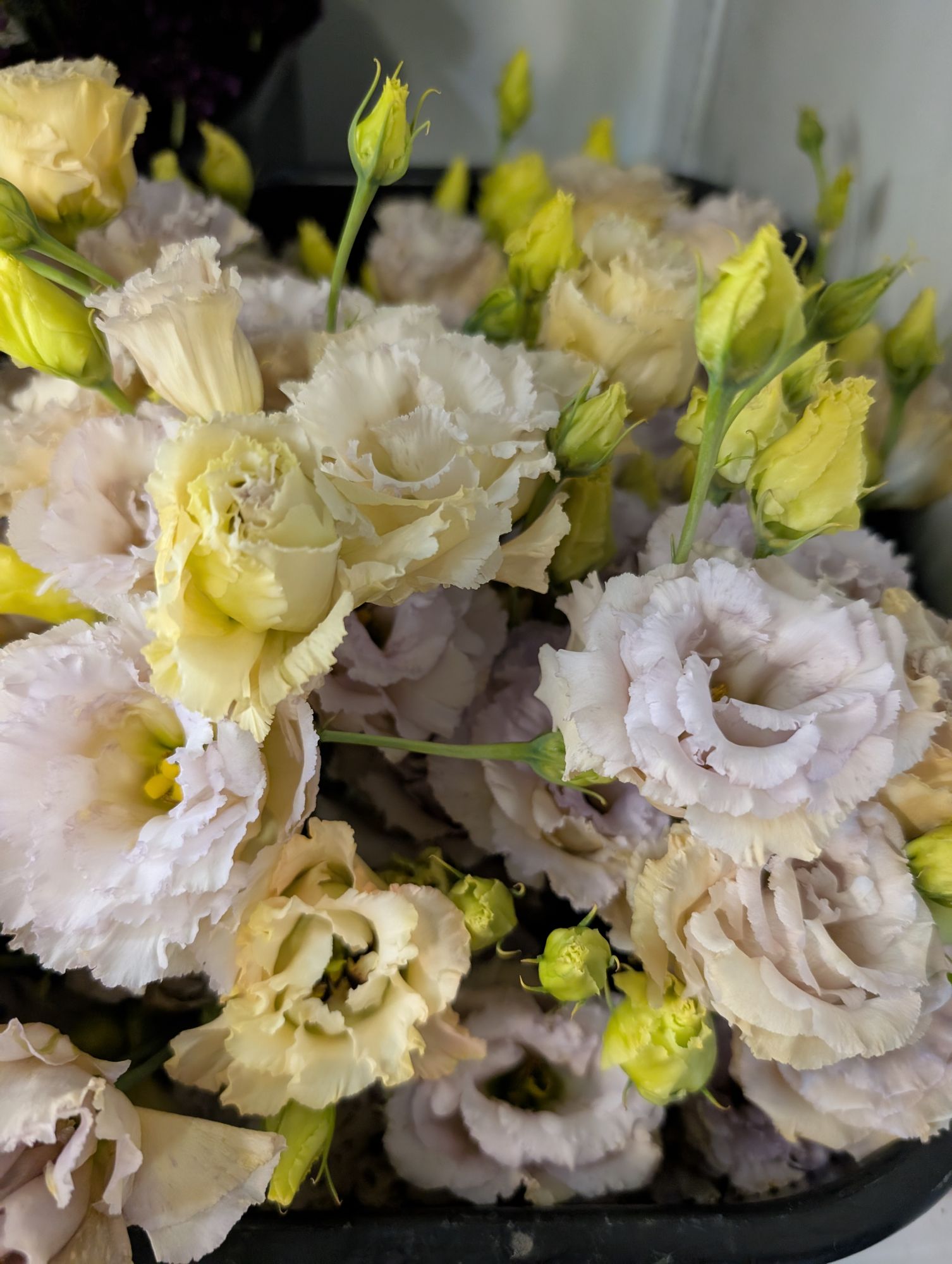 EUSTOMA grandiflorum Blue Chateau