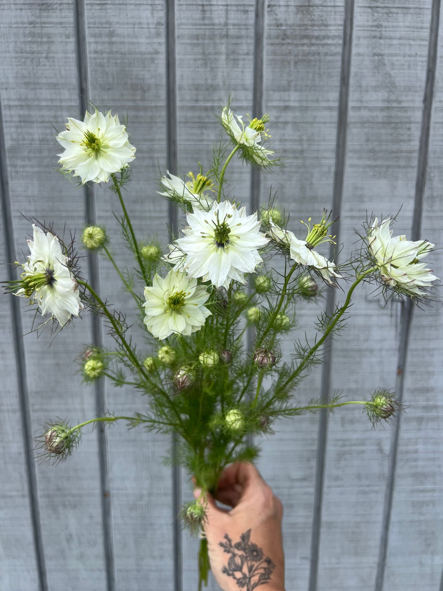 NIGELLA