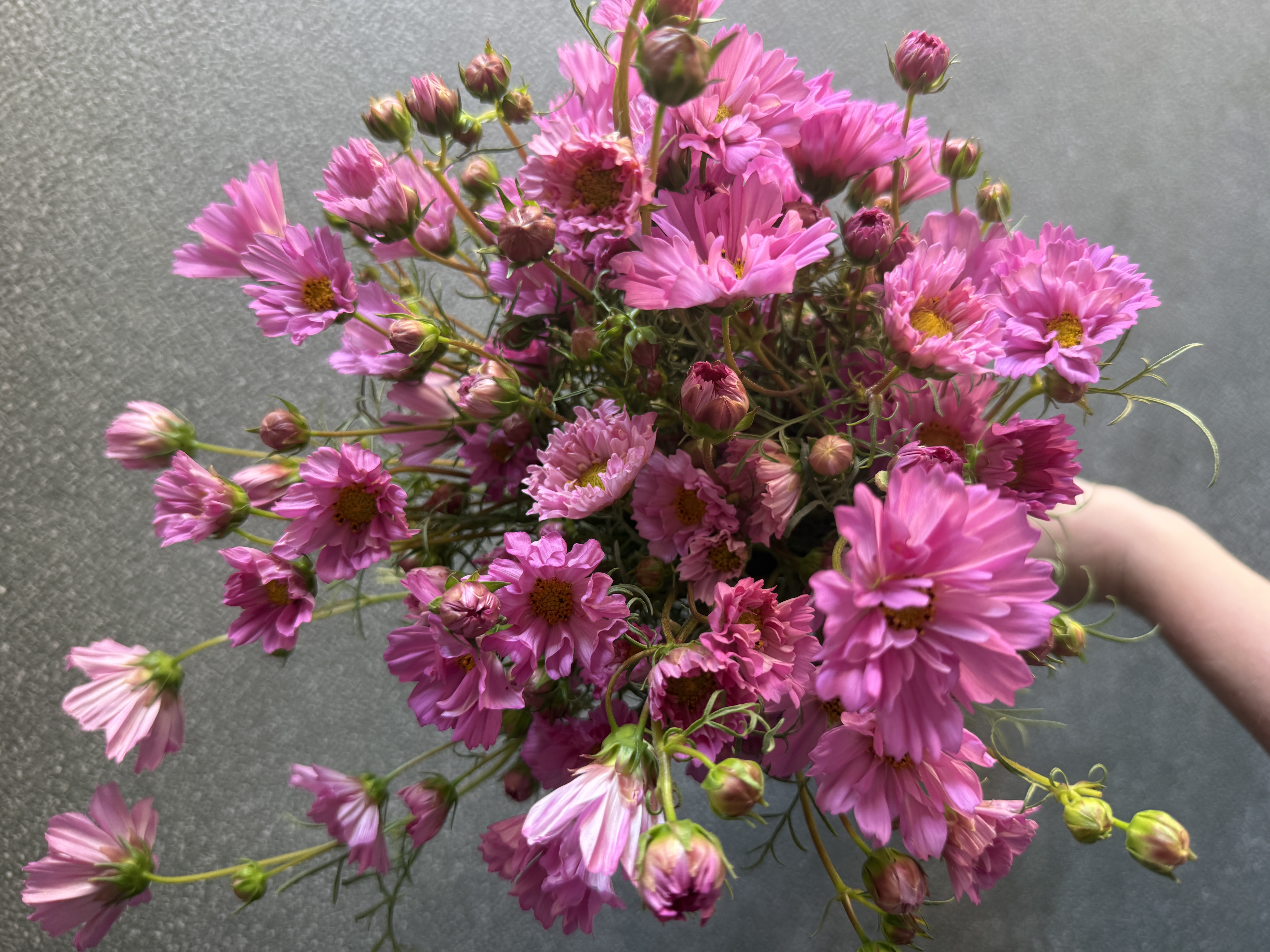 COSMOS bipinnatus Double Click Rose Bon Bon
