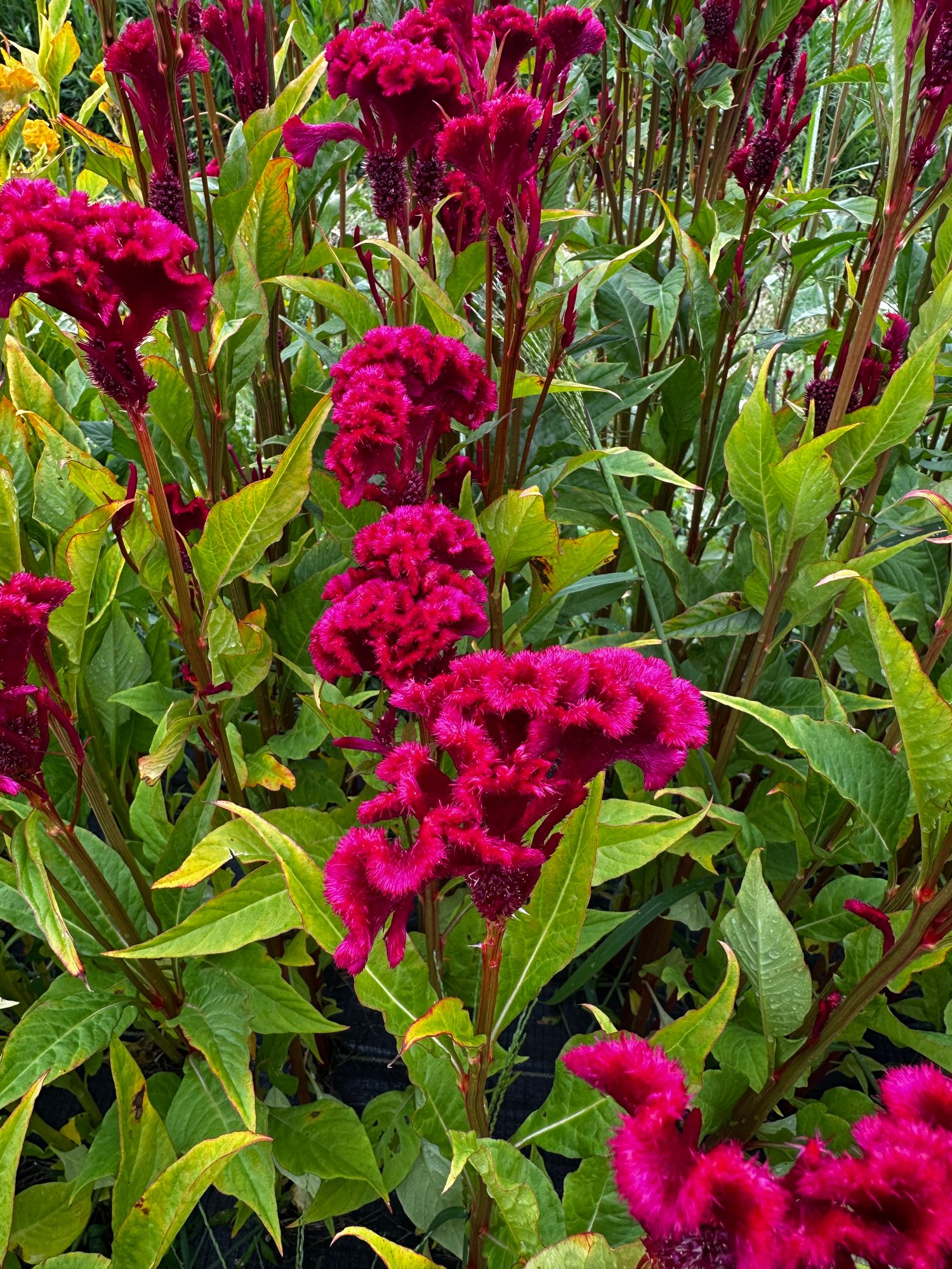 CELOSIA