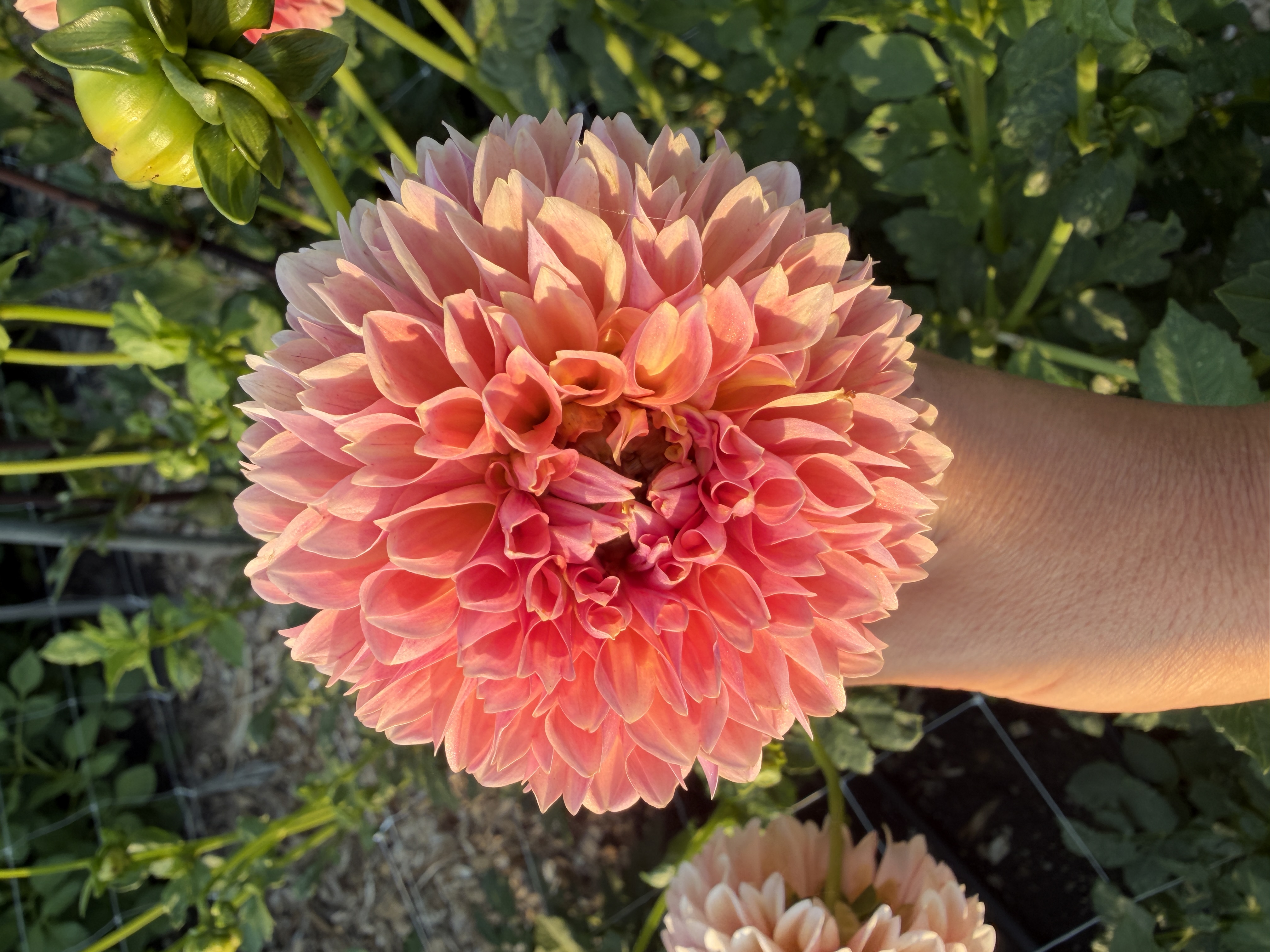 DAHLIA Lindas Baby