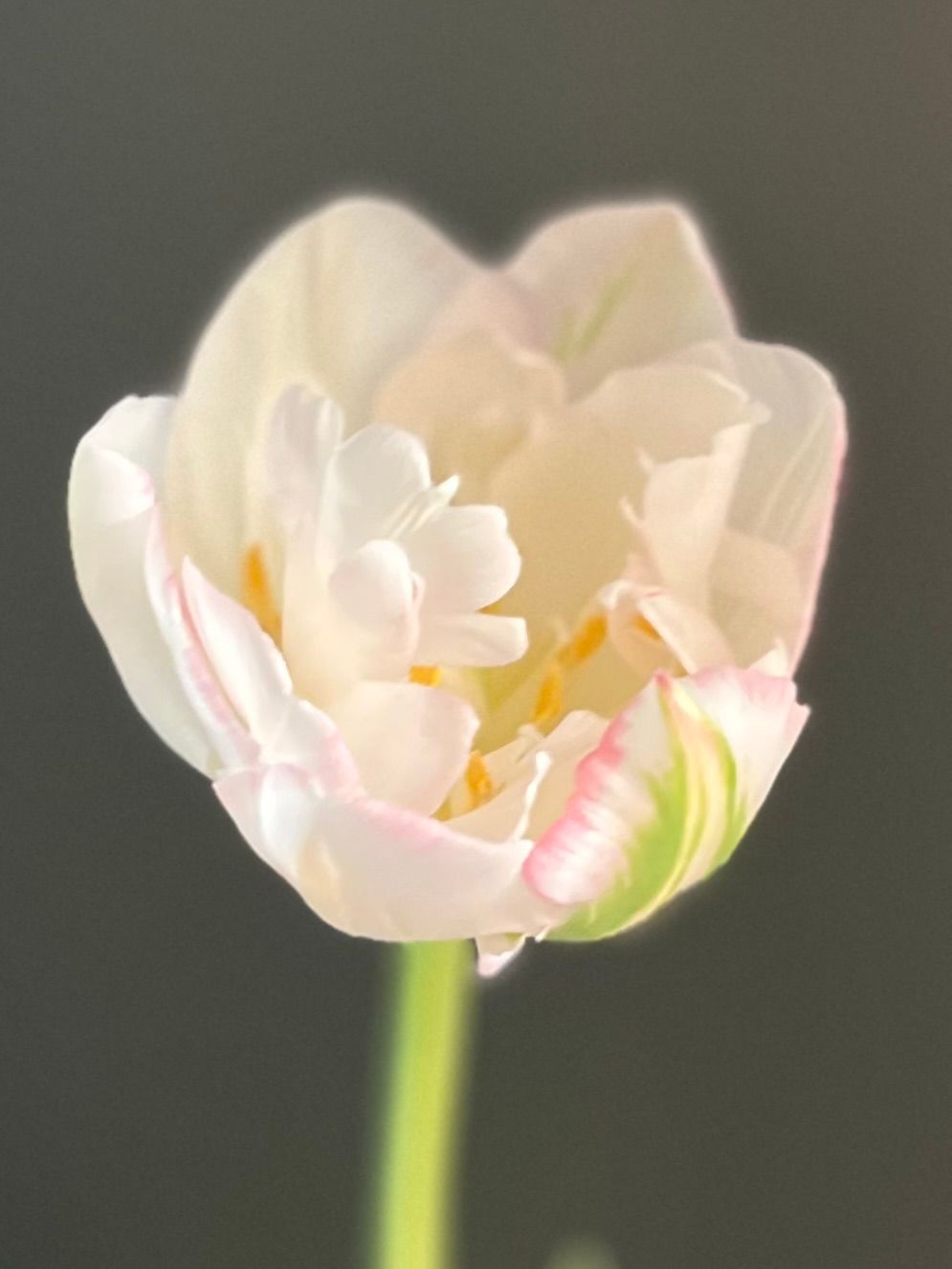 TULIPA Finola