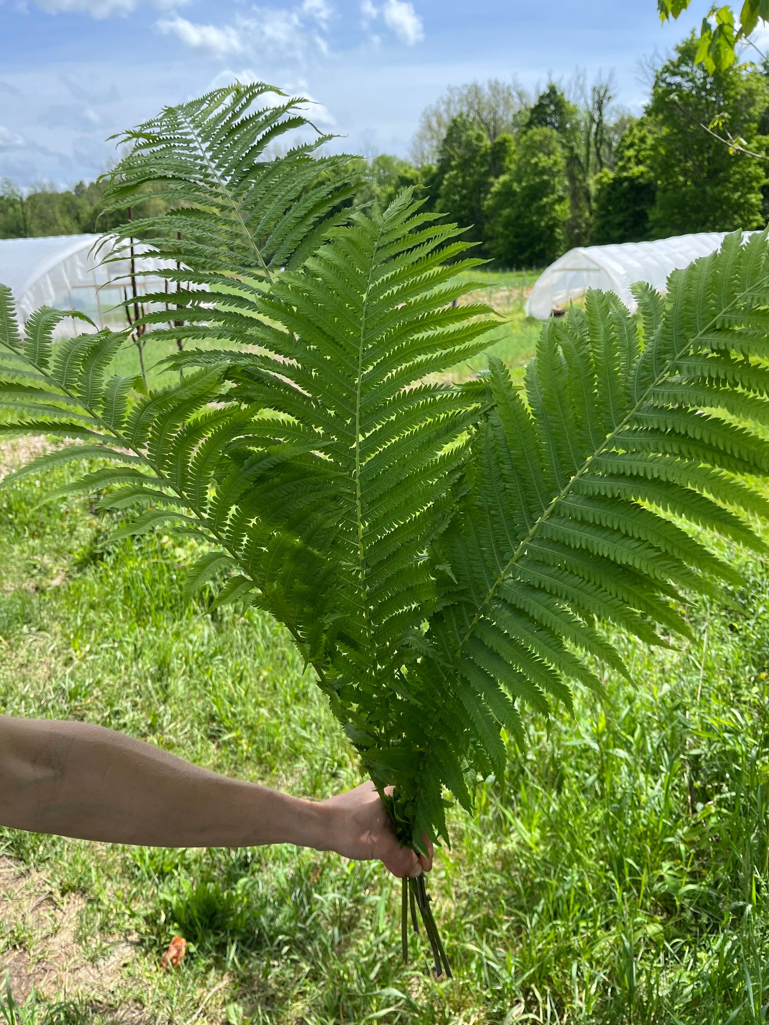 MATTEUCCIA struthiopteris