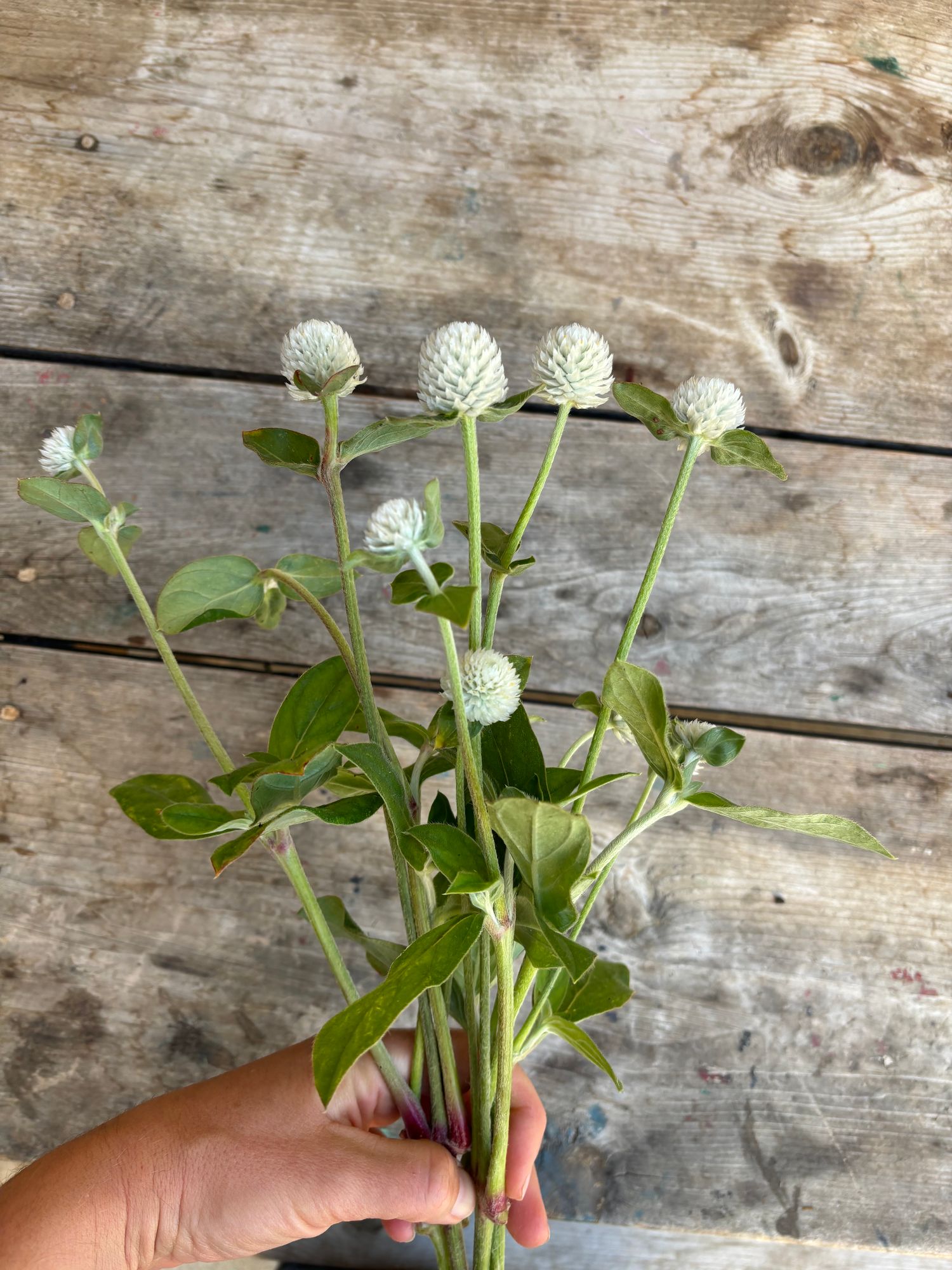 GOMPHRENA globosa