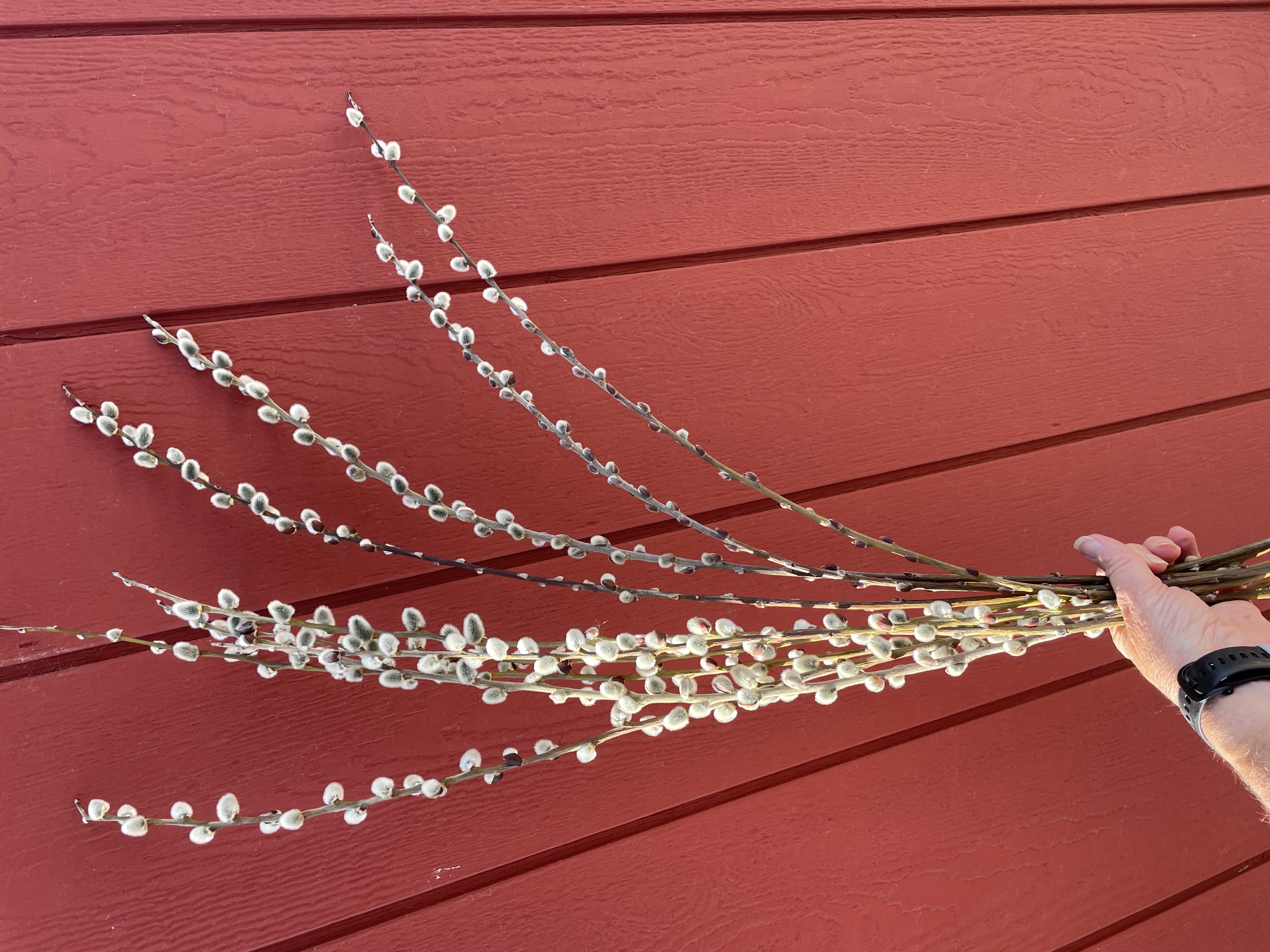 SALIX x leucopithecia Winter Glory