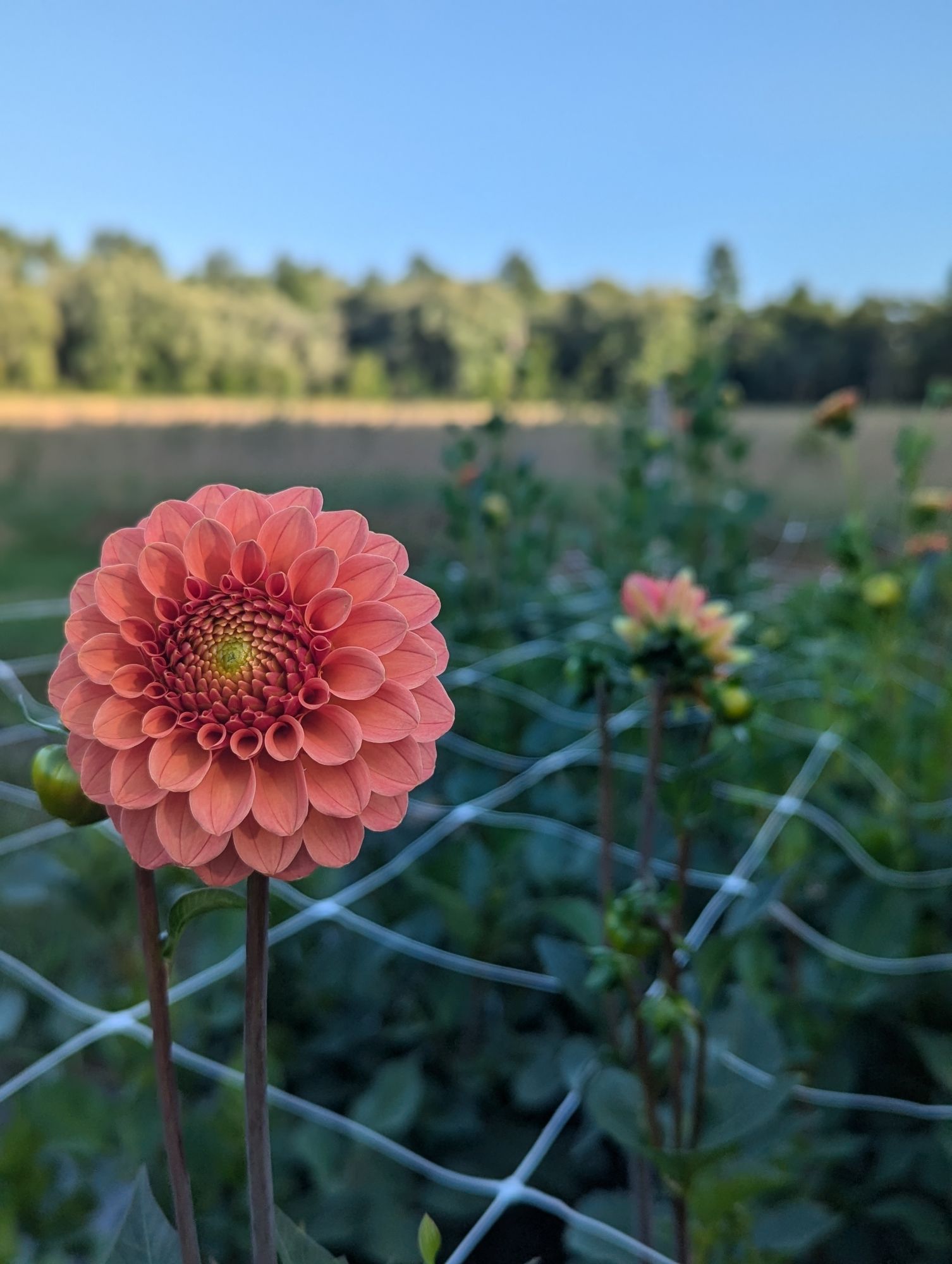 DAHLIA Rose Toscano