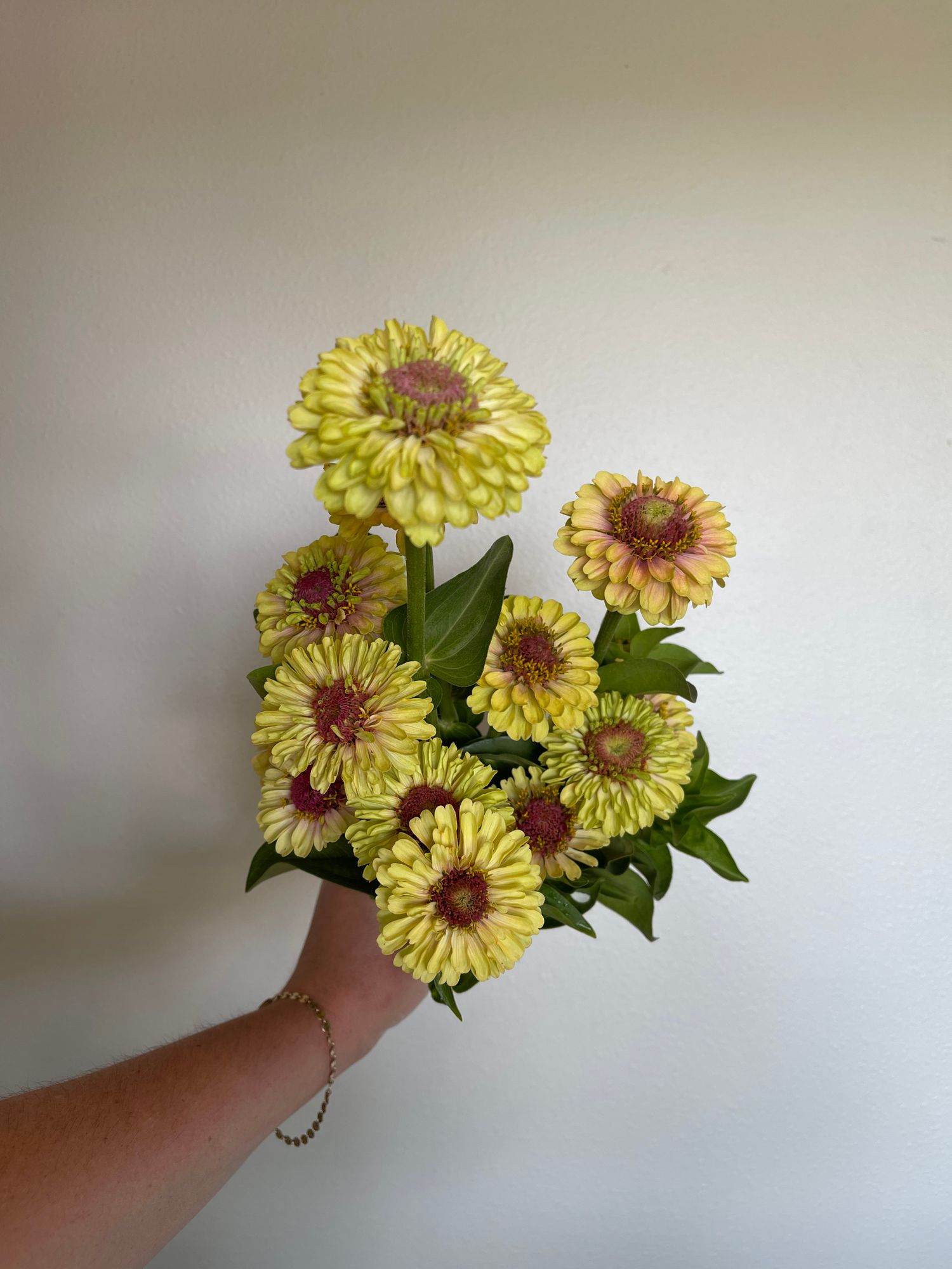 ZINNIA elegans Queeny Lime Blush