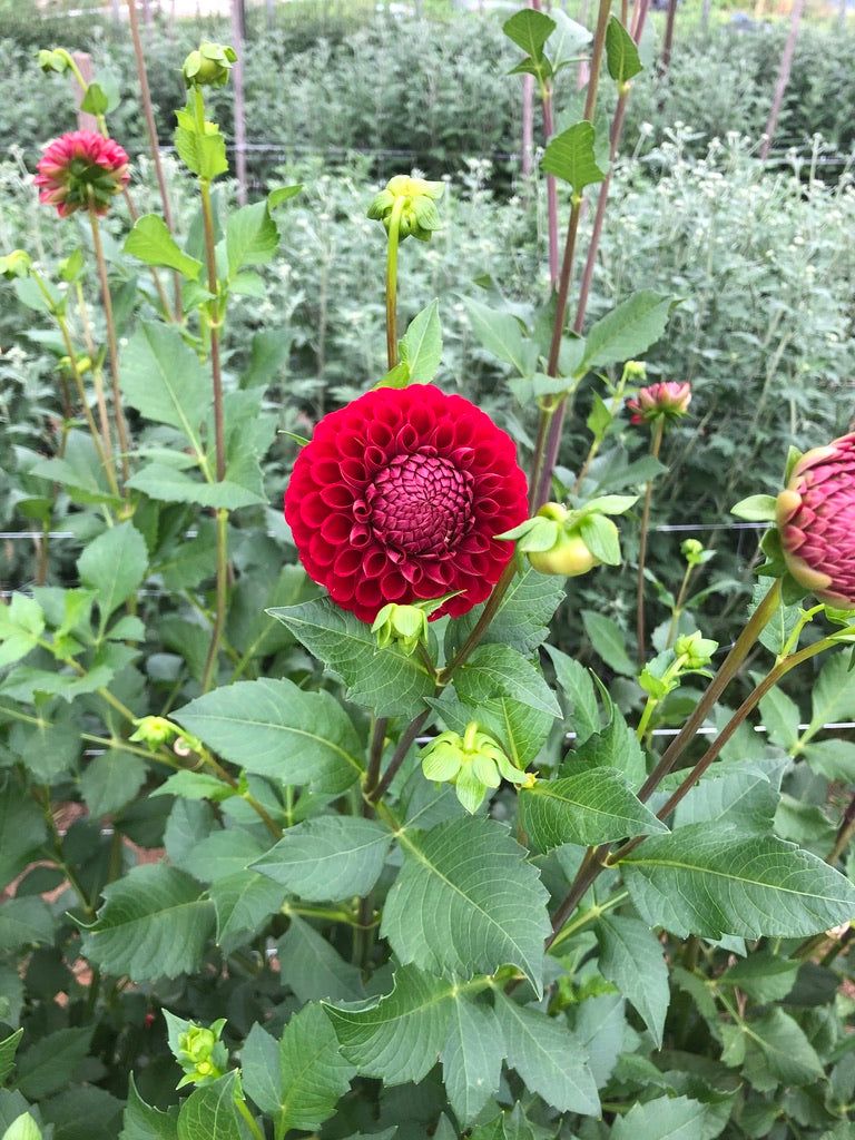 DAHLIA Cornel