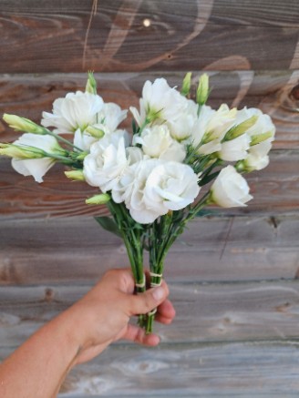 EUSTOMA grandiflorum Voyage White