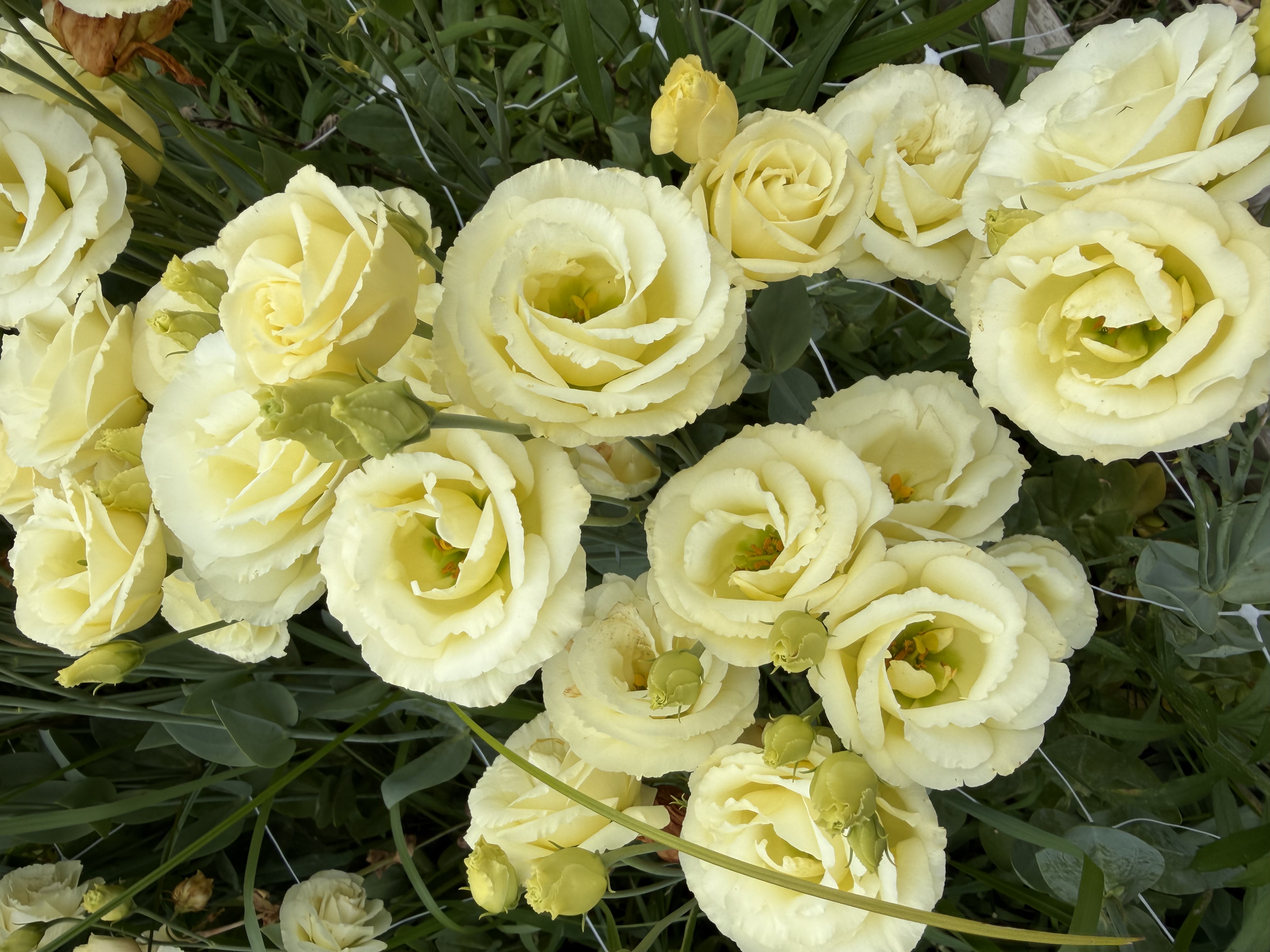 EUSTOMA grandiflorum Croma 3 Yellow