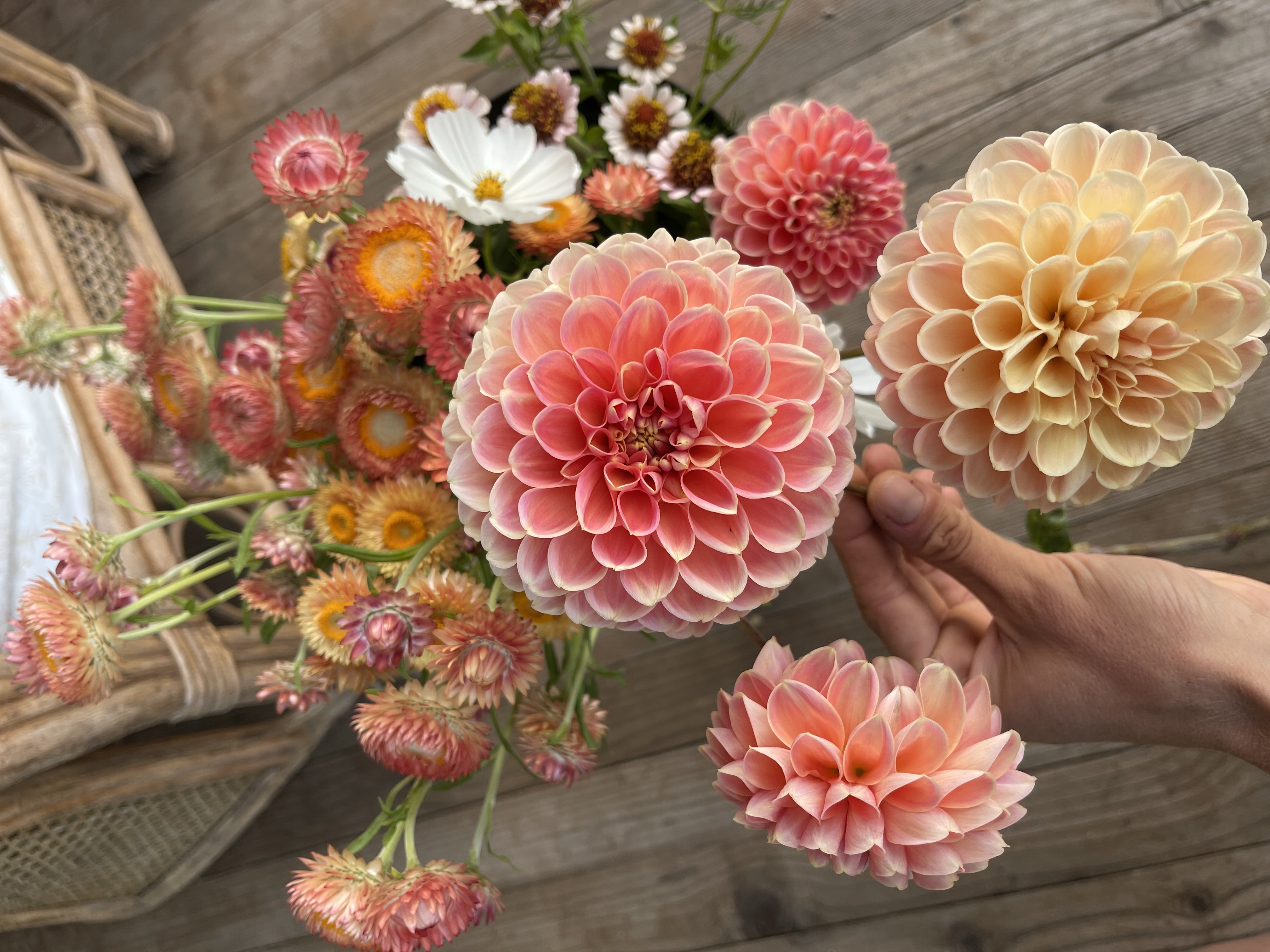 Bare Rooted Gardens Banner