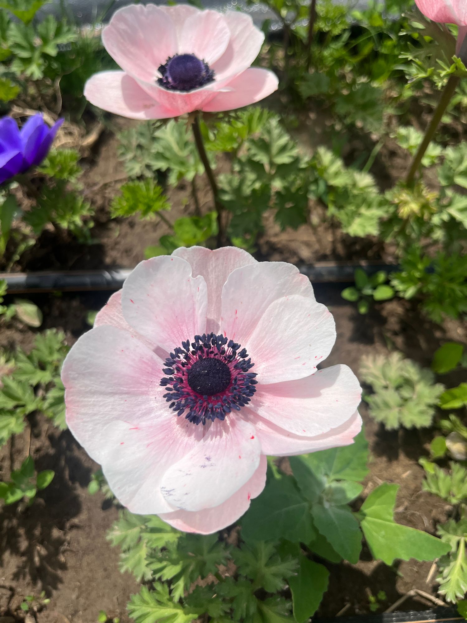 ANEMONE coronaria Mistral Plus Rarity