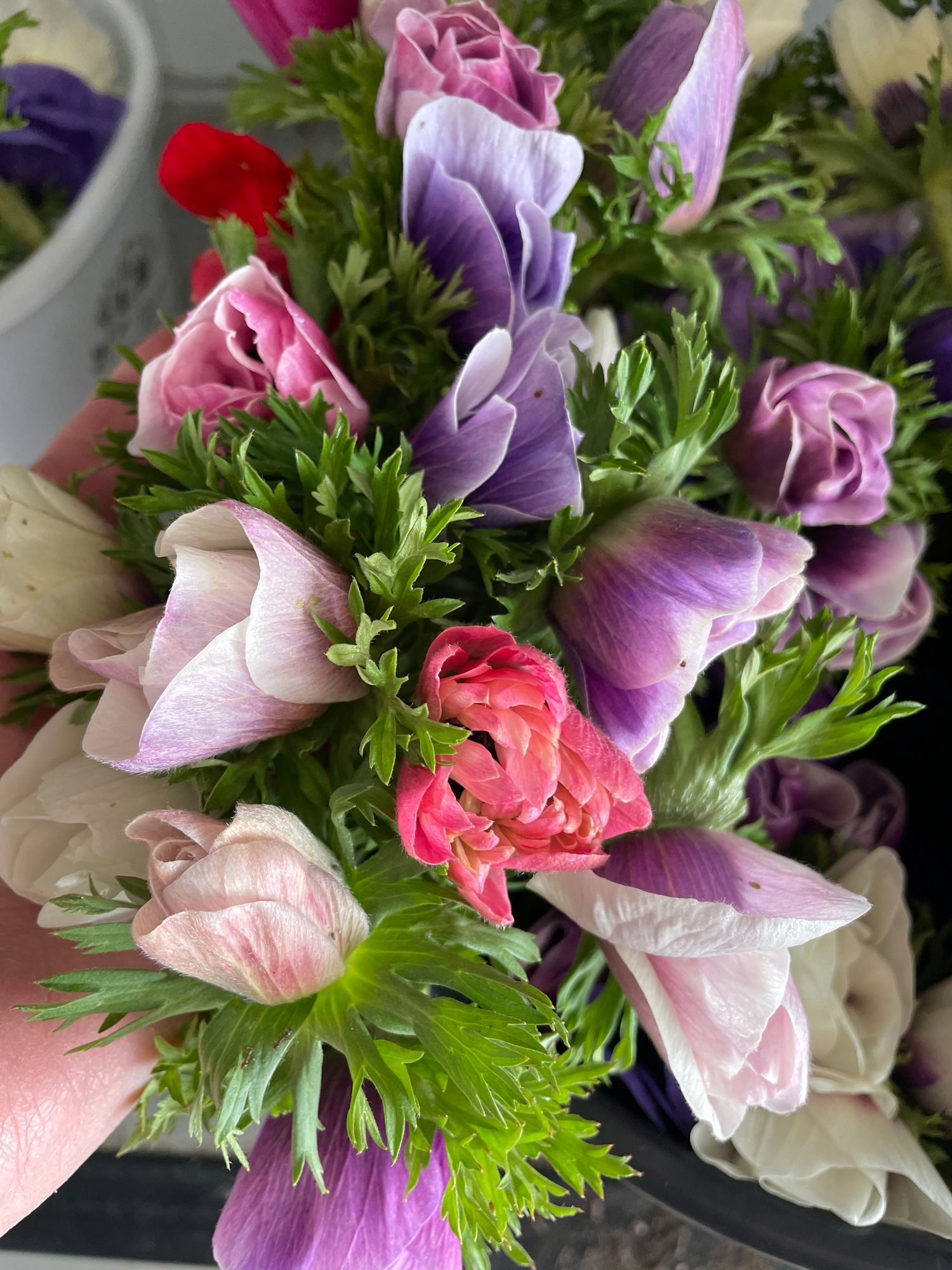 ANEMONE coronaria Carmel Pastel