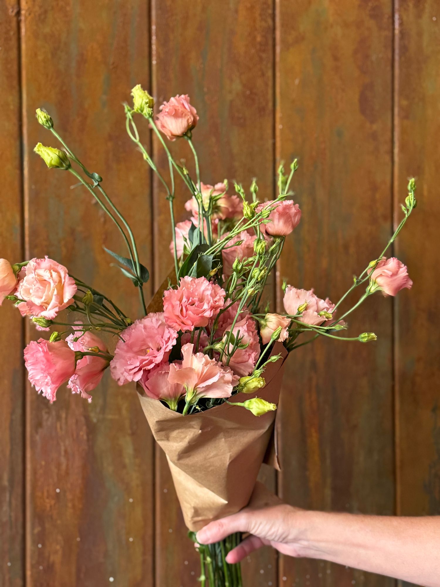 EUSTOMA grandiflorum Celeb Honey Pink