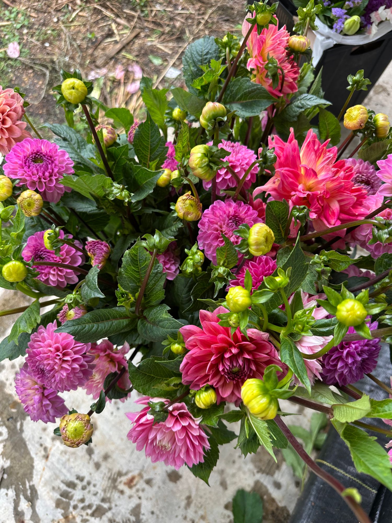 Mixed Dahlia Bucket