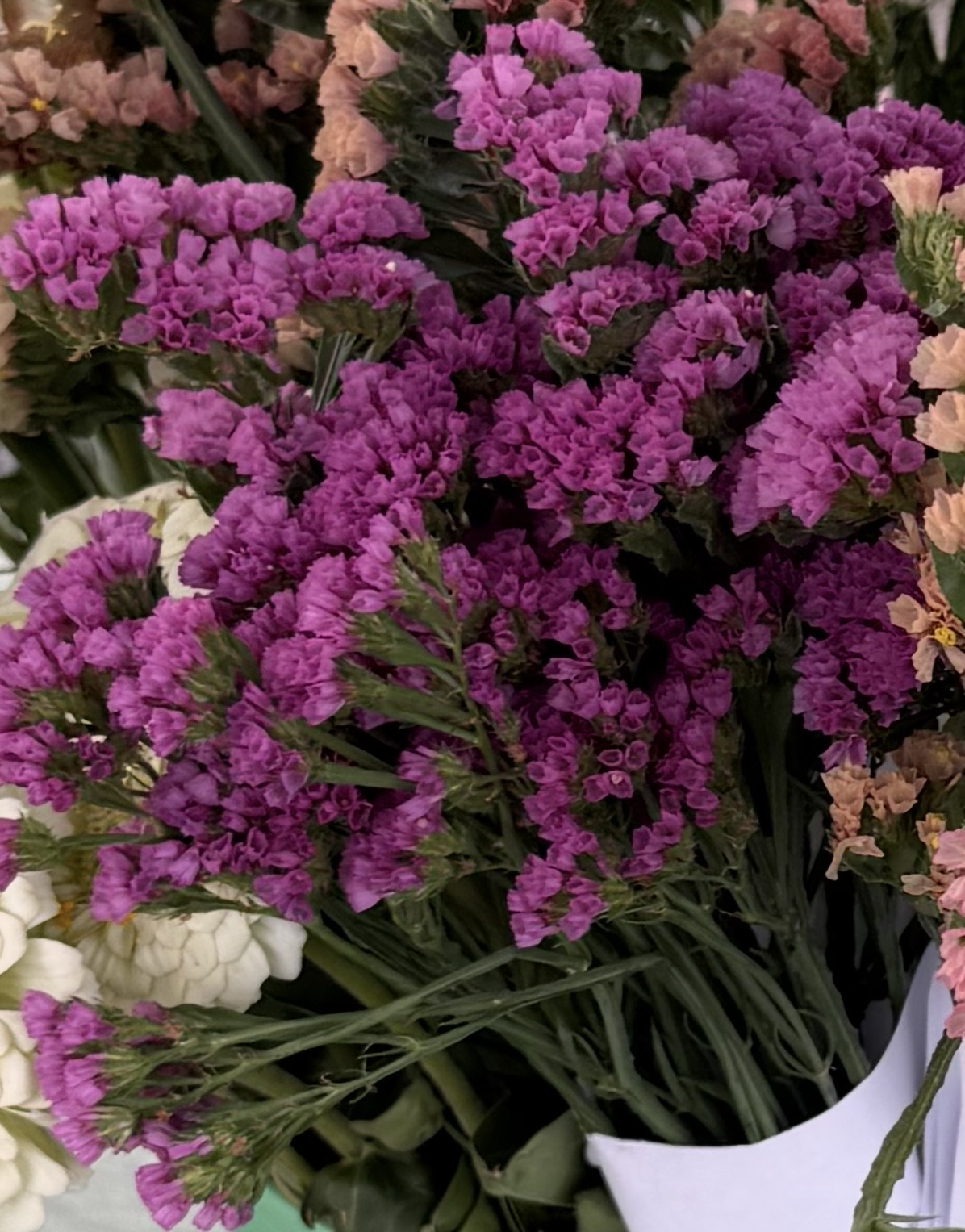 LIMONIUM gmelinii