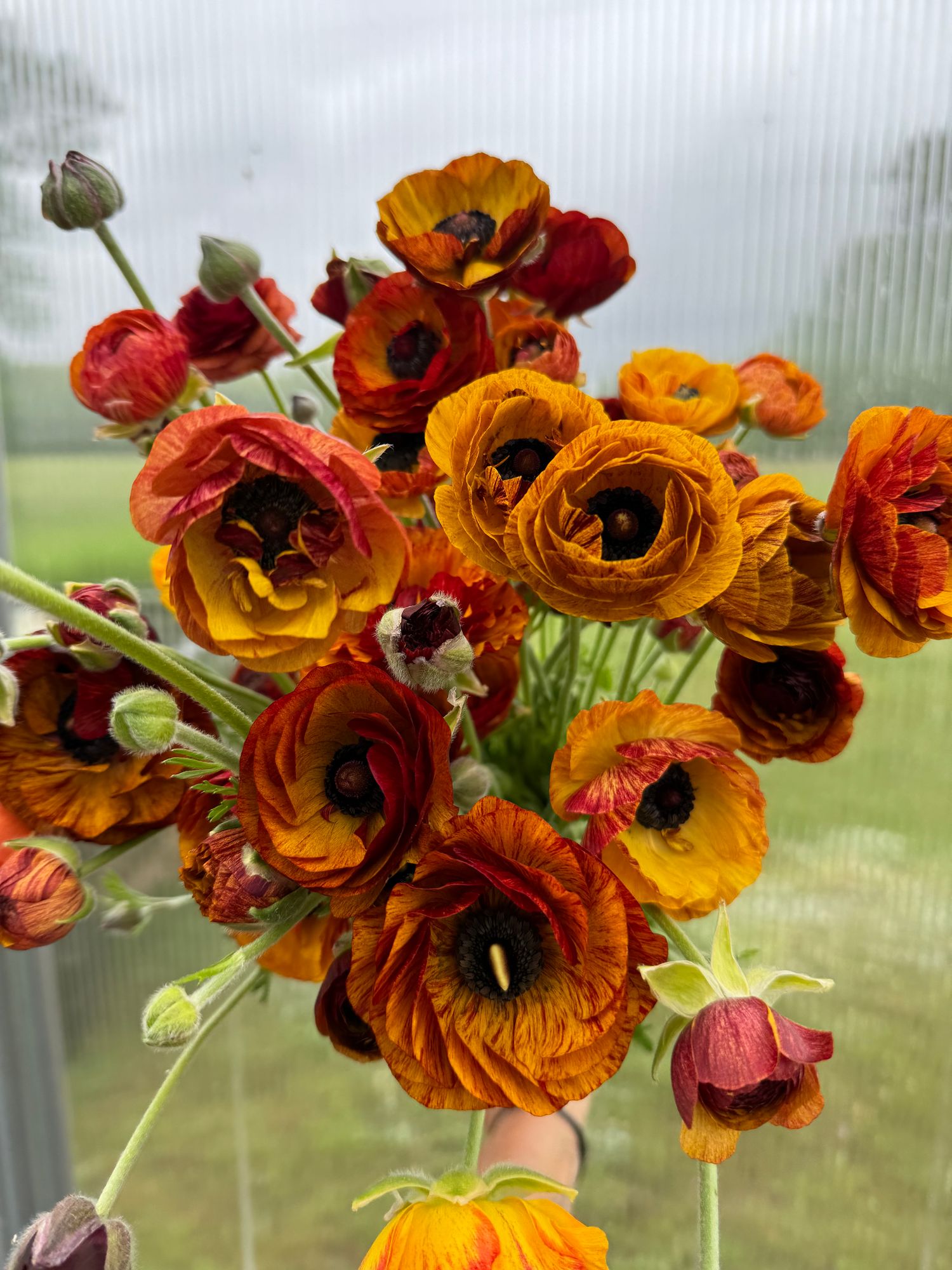 RANUNCULUS