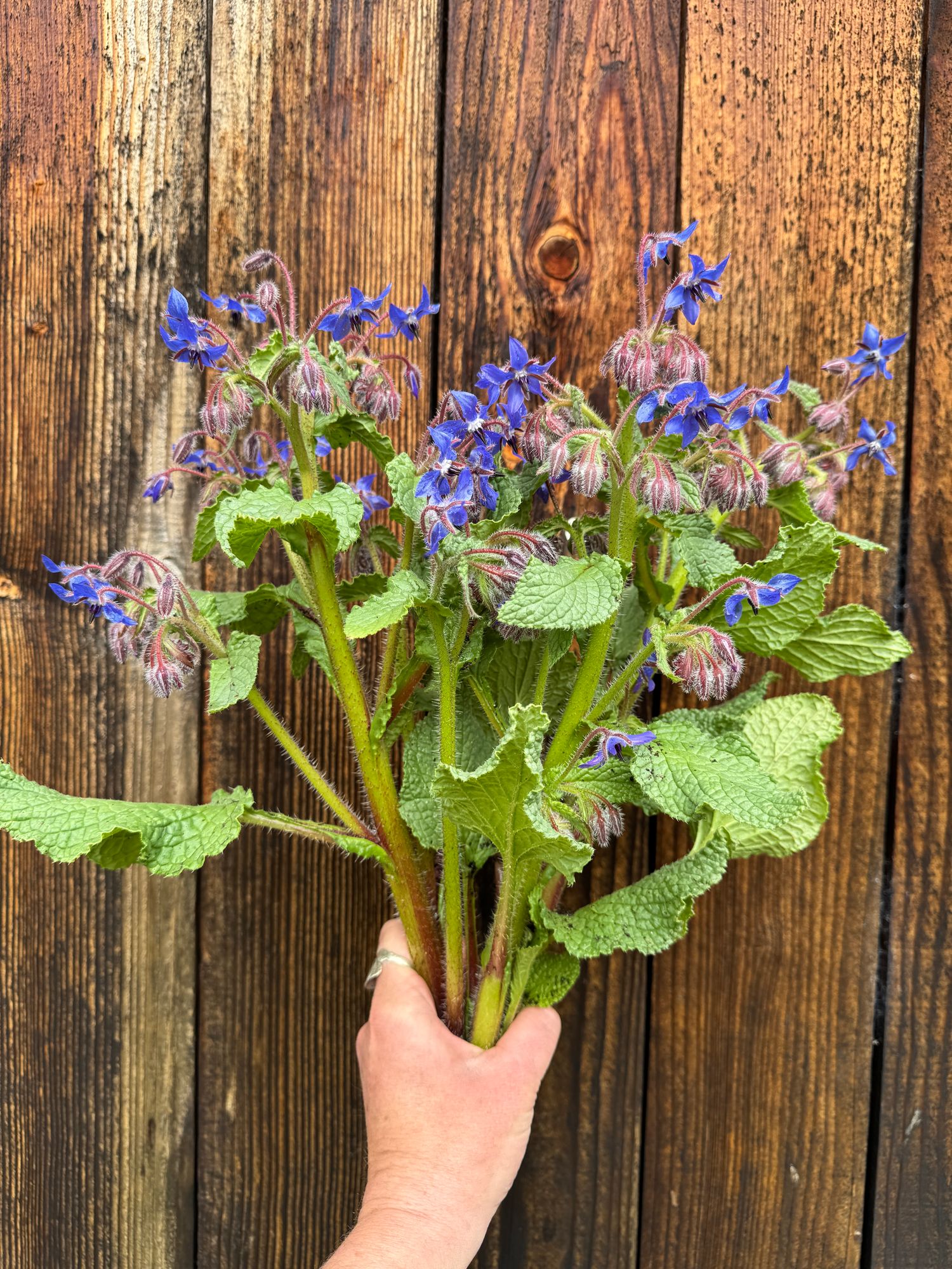 BORAGO officinalis