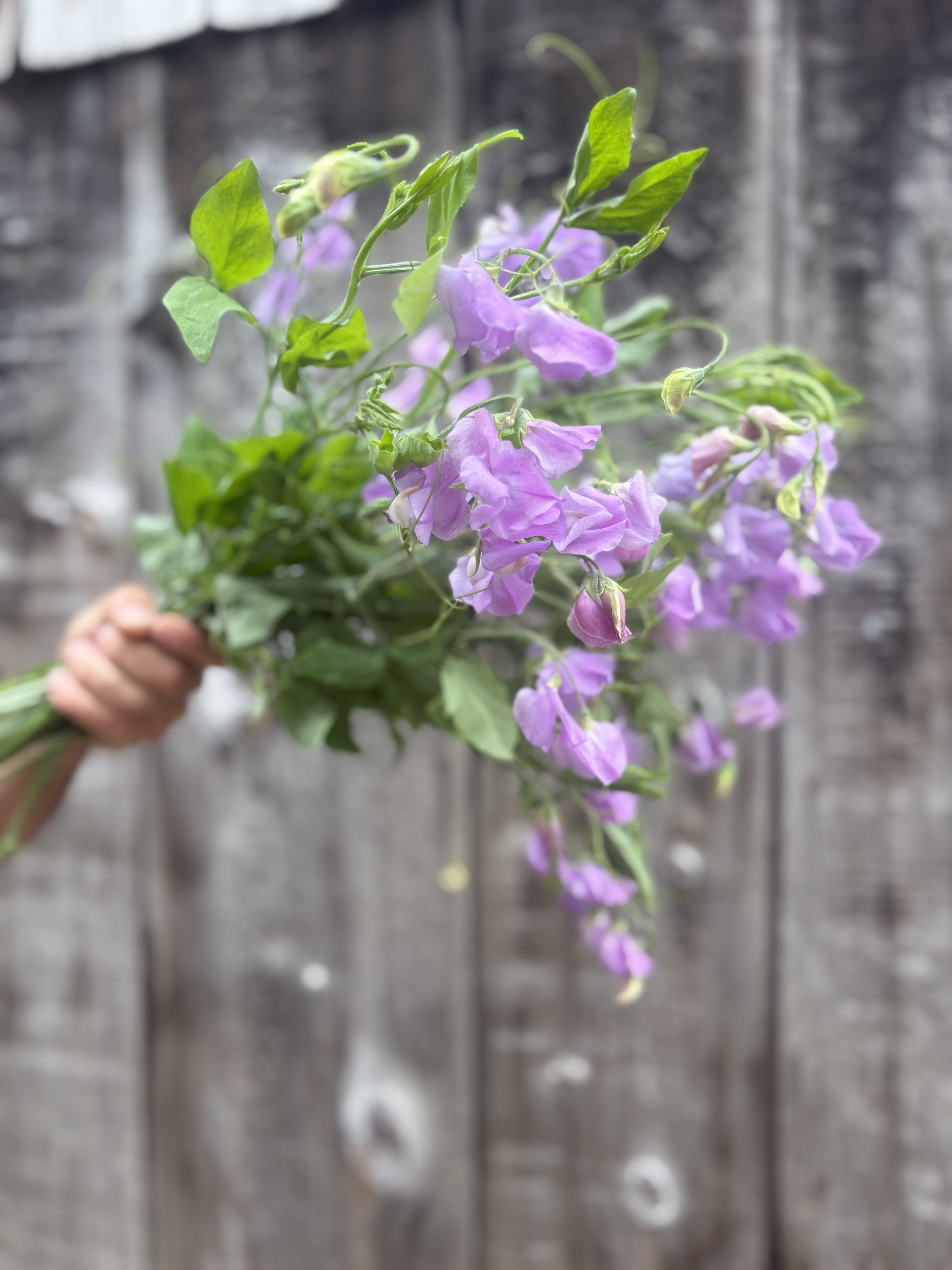 LATHYRUS odoratus Elegance Lavender