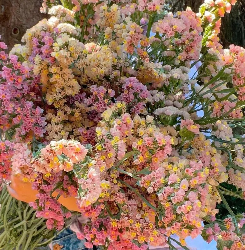 LIMONIUM sinuatum QIS Apricot