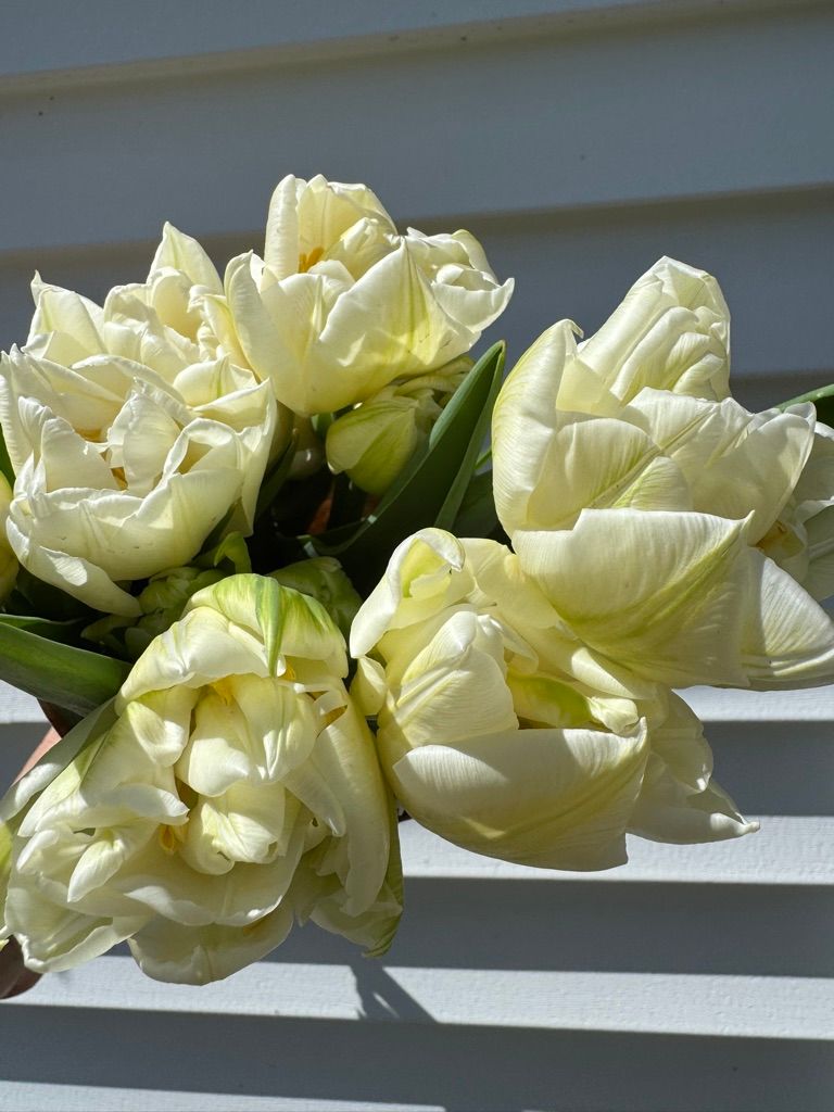 TULIPA Mondial