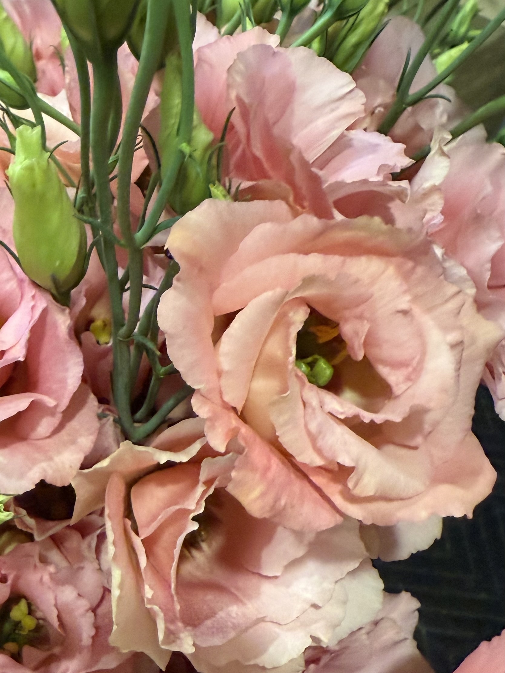 EUSTOMA grandiflorum Arena 3 Apricot