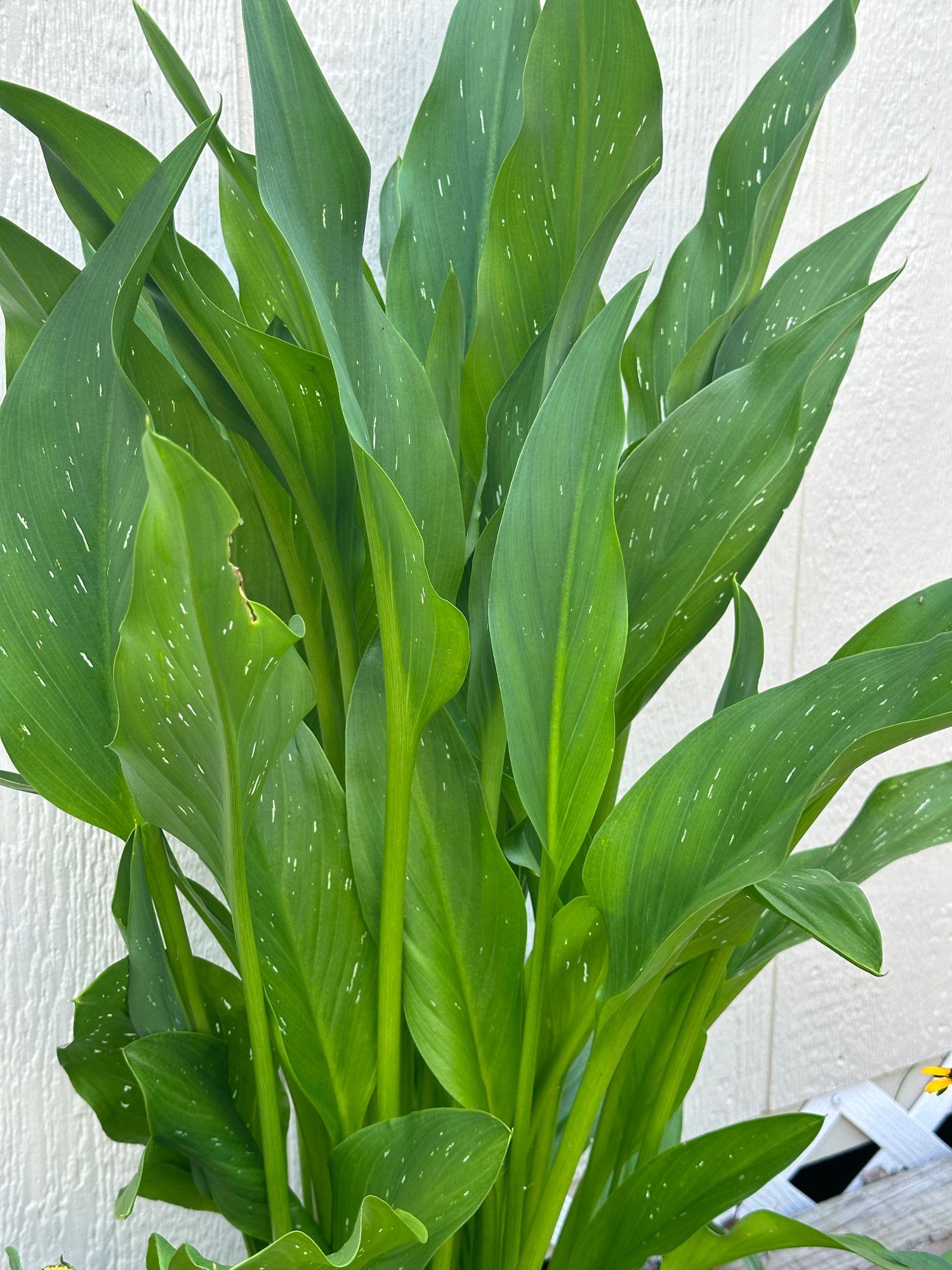 ZANTEDESCHIA x