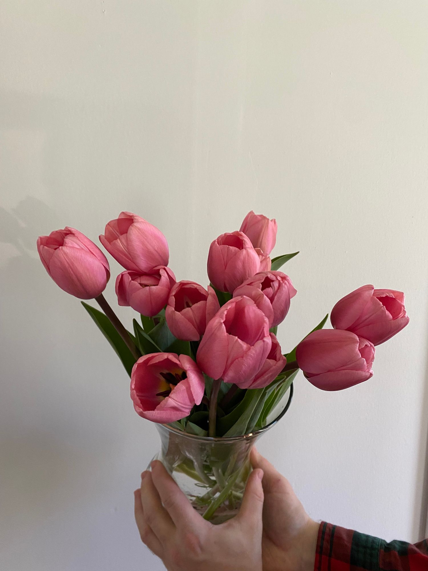 TULIPA Big Love