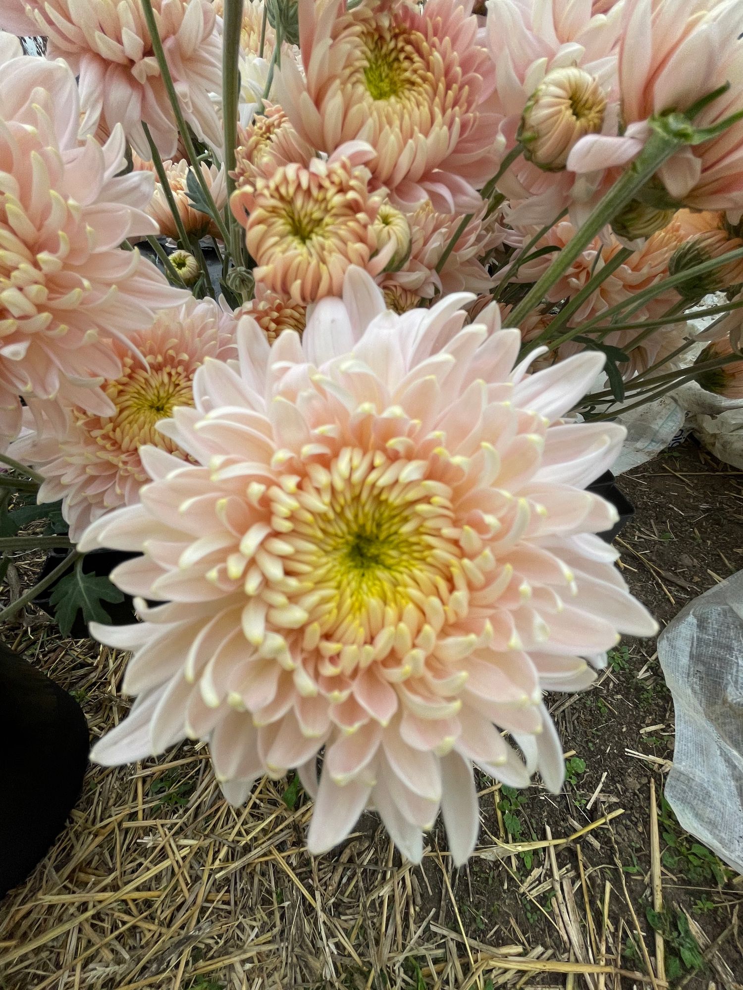 CHRYSANTHEMUM x Seatons Je Dore