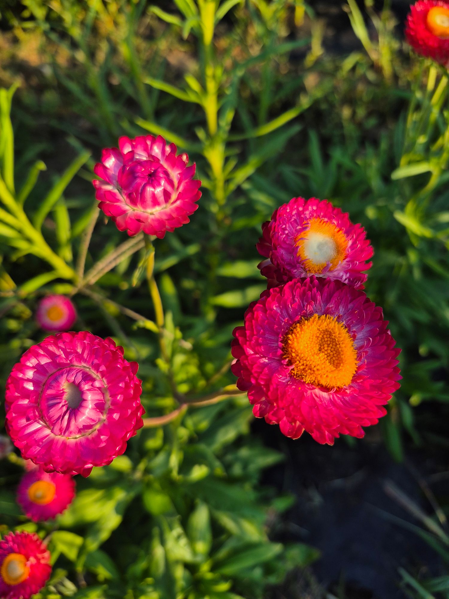 XEROCHRYSUM bracteatum Bright Rose