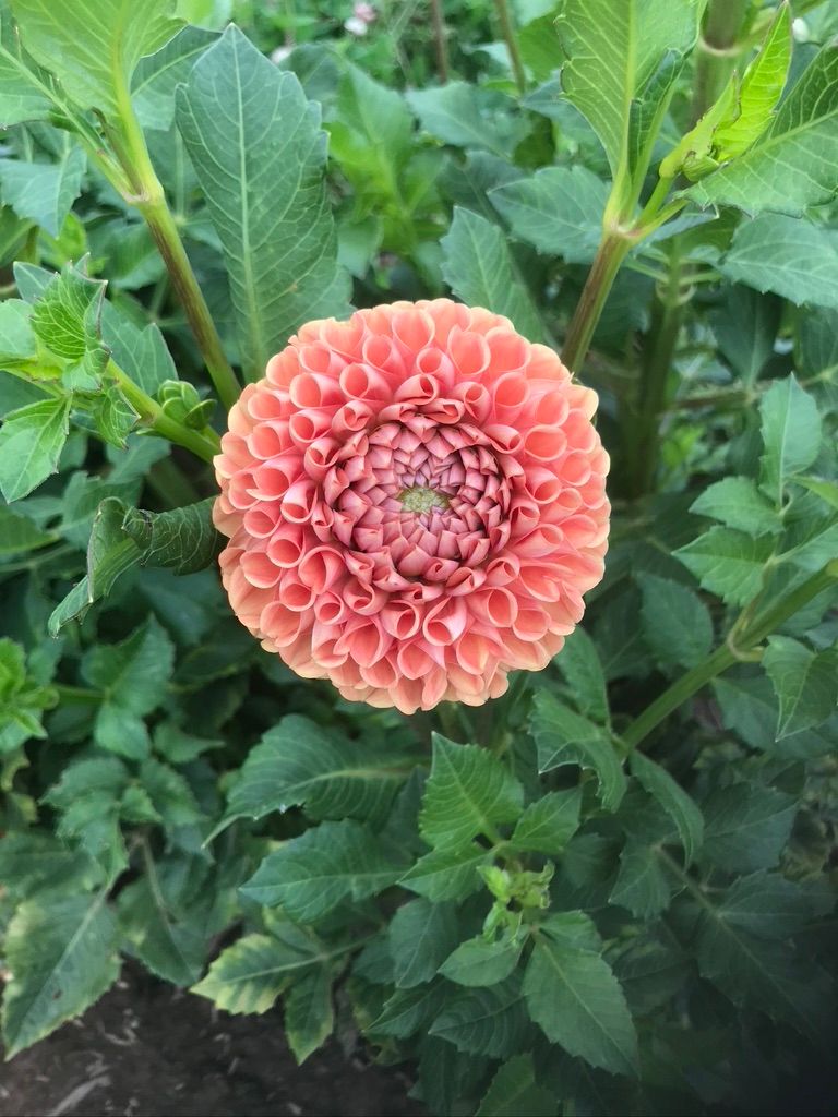 DAHLIA Cornel Bronze