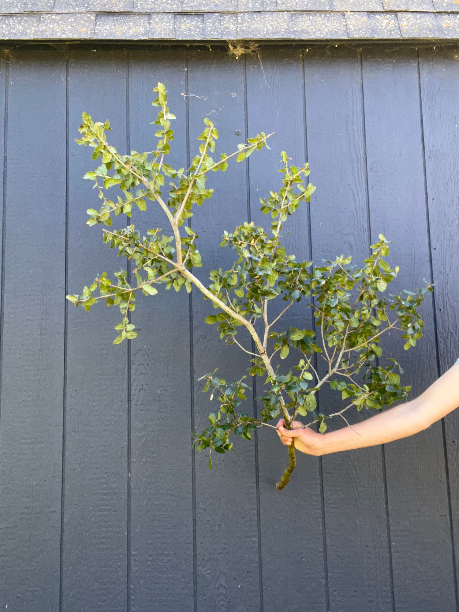 Extra Large Coast Live Oak Branch